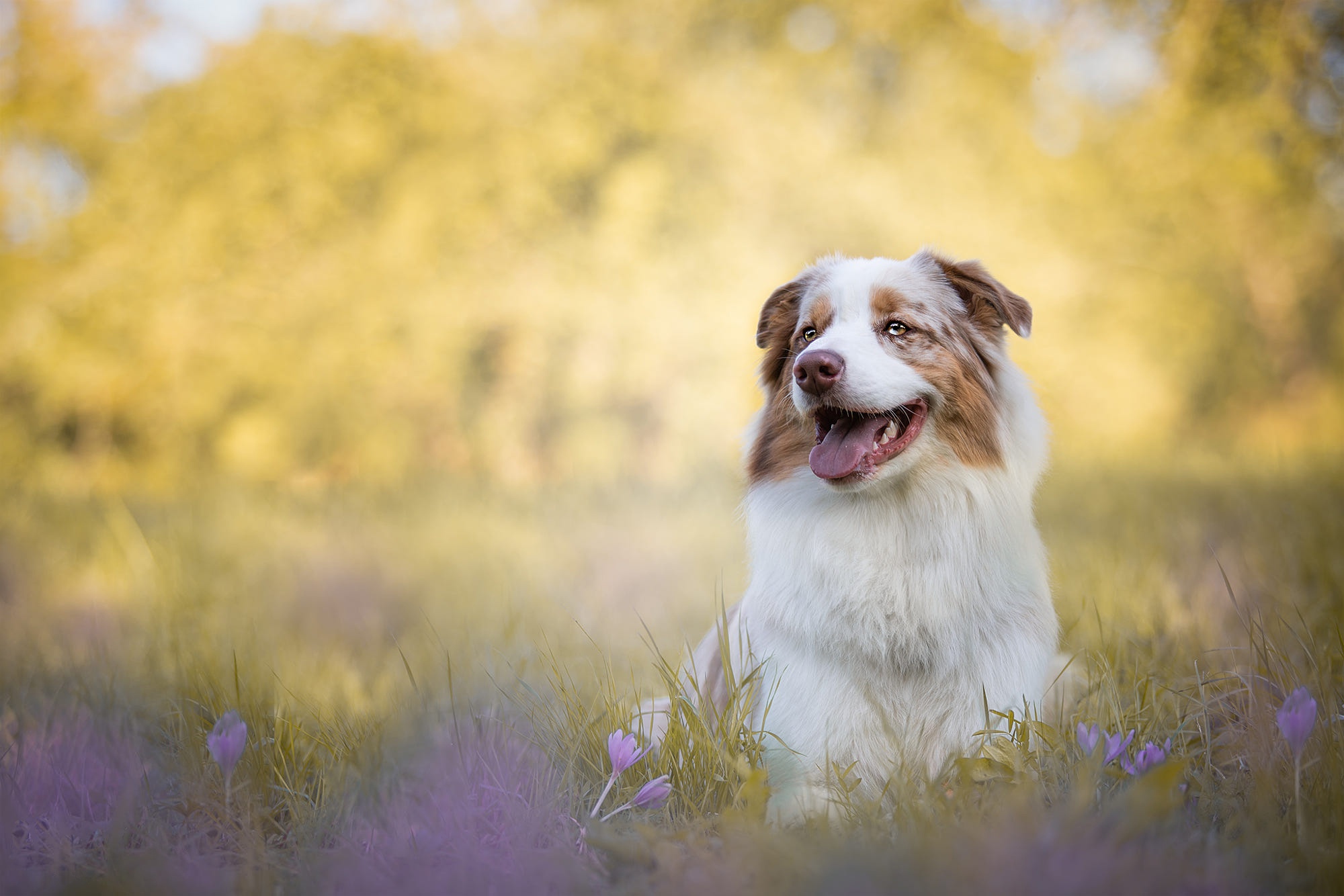 Download mobile wallpaper Dogs, Dog, Animal, Australian Shepherd for free.