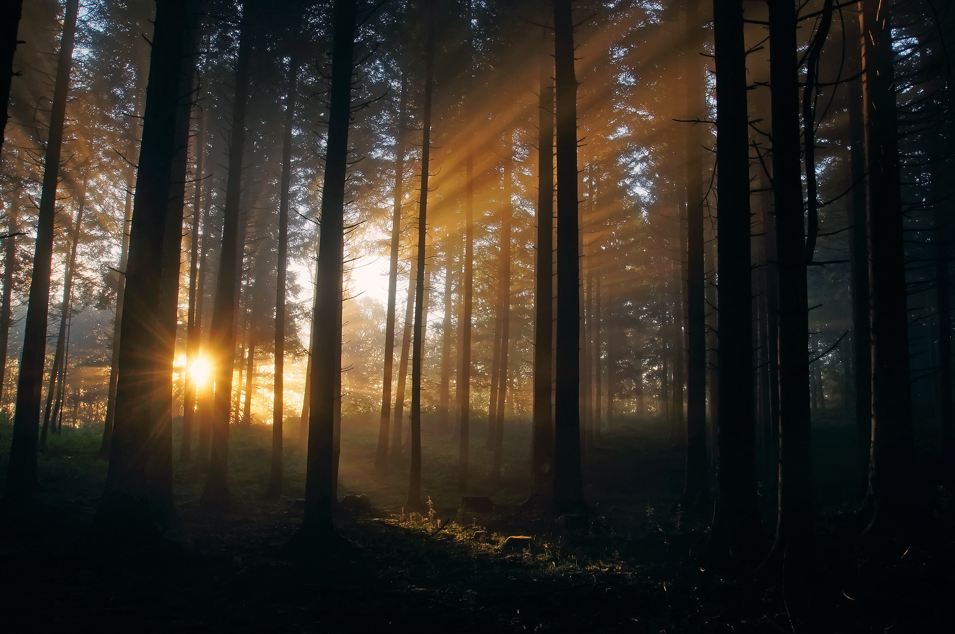 Handy-Wallpaper Wald, Erde/natur kostenlos herunterladen.