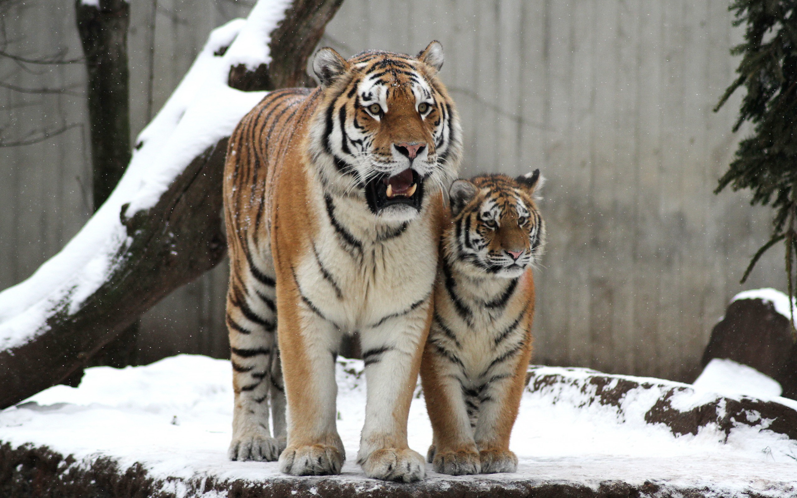 Handy-Wallpaper Tiere, Katzen, Tiger kostenlos herunterladen.