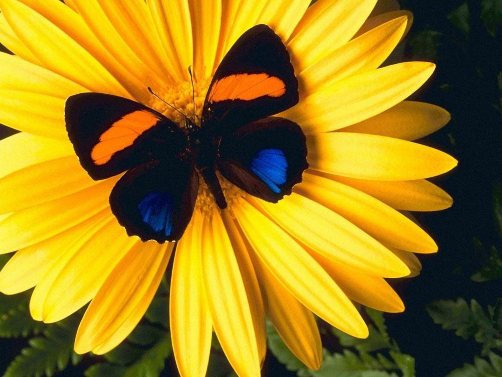 Descarga gratuita de fondo de pantalla para móvil de Animales, Flor, Mariposa, Margarita, Flor Amarilla.