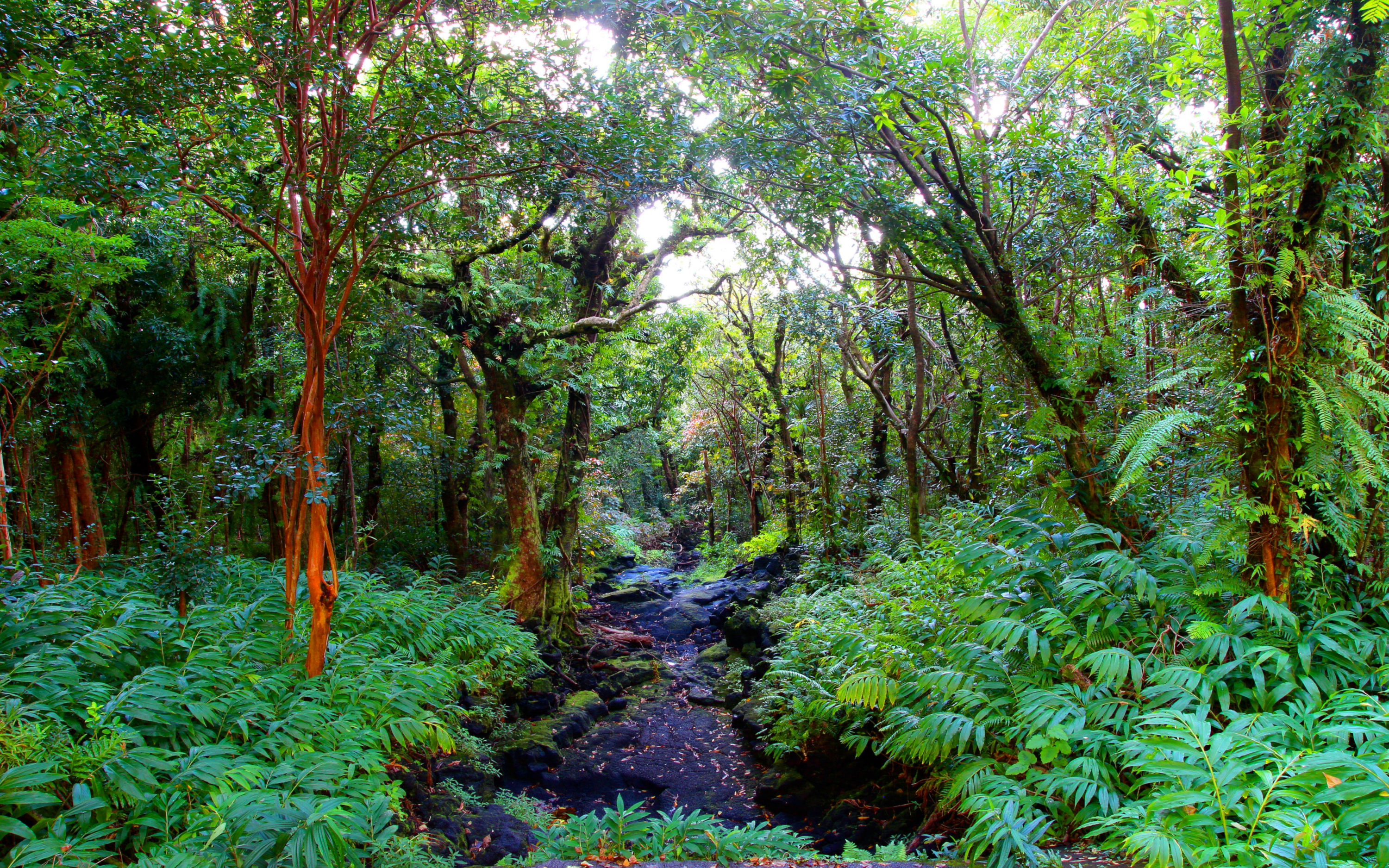 Скачать обои бесплатно Лес, Зелень, Джунгли, Земля/природа картинка на рабочий стол ПК