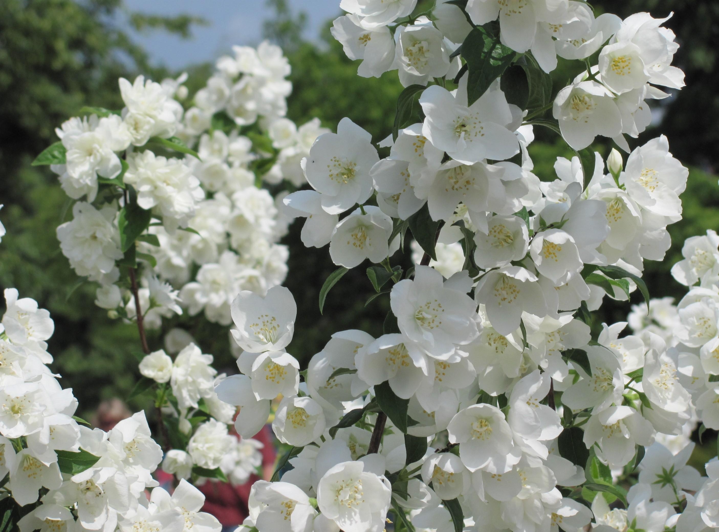 119564壁紙のダウンロードフラワーズ, ブランチ, 枝, 咲く, 開花, 春, ジャスミン-スクリーンセーバーと写真を無料で