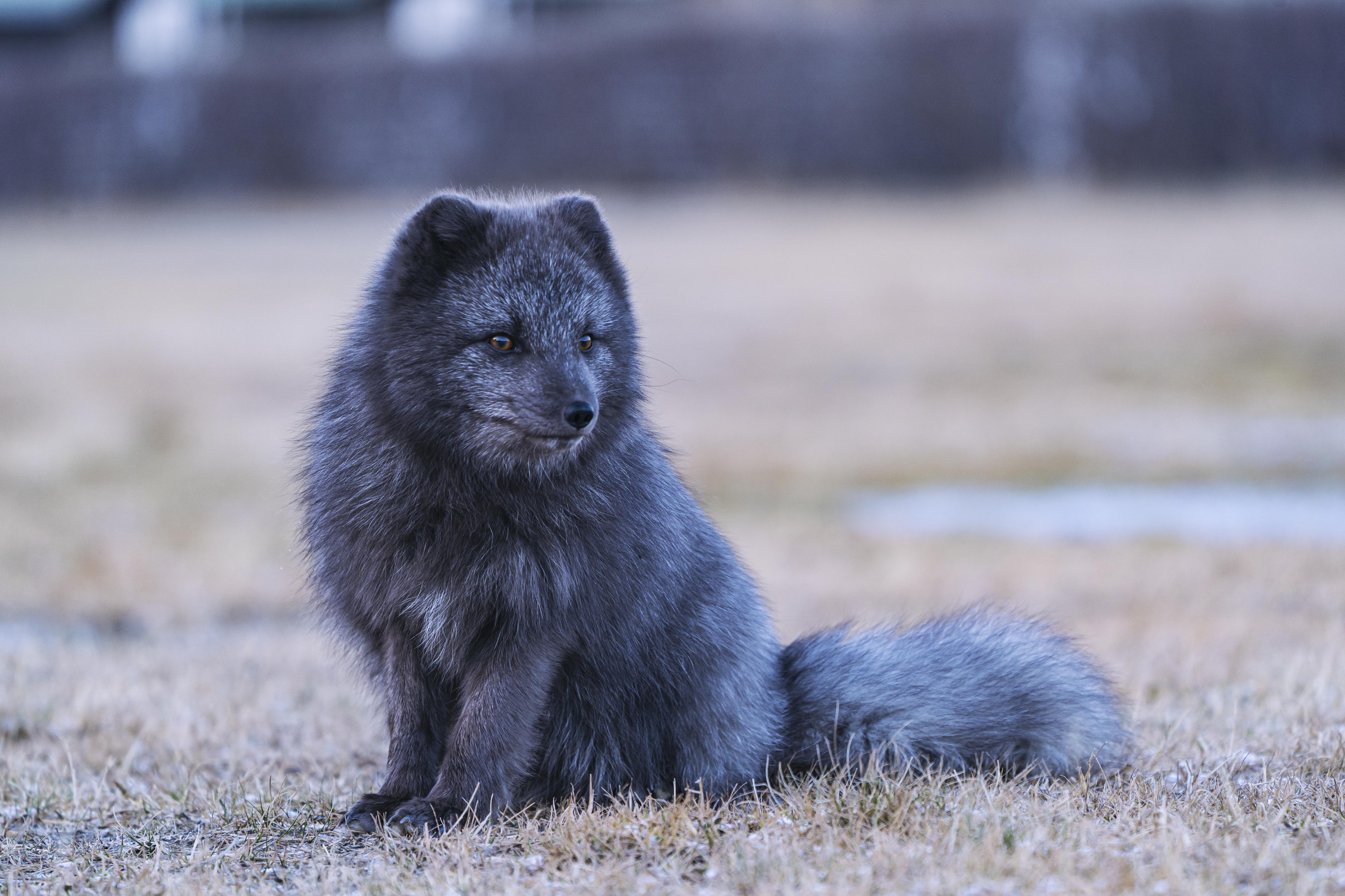 76463 baixar imagens animais, raposa, cinza, animal, uma raposa, raposa ártica, raposa do ártico - papéis de parede e protetores de tela gratuitamente