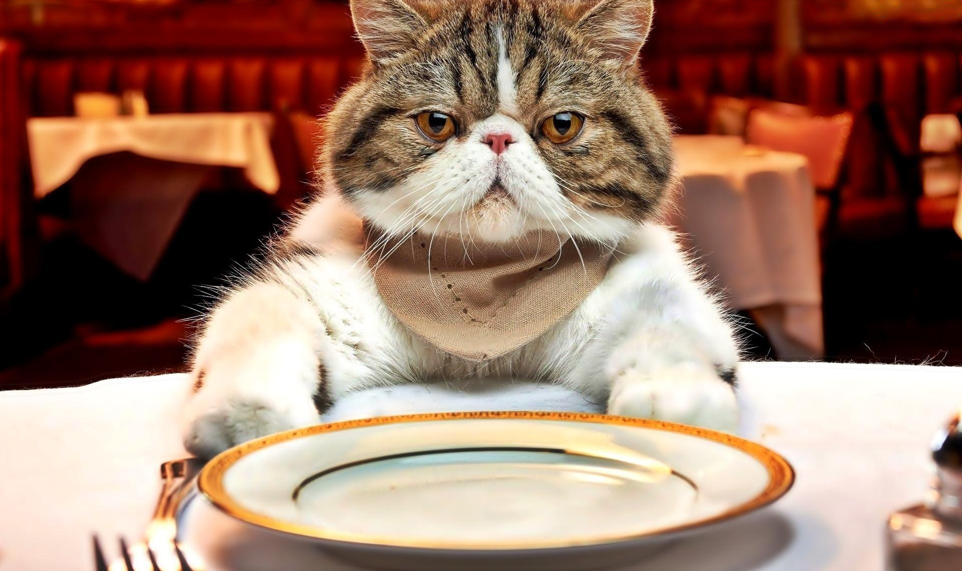 Free download wallpaper Cats, Cat, Animal, Humor on your PC desktop