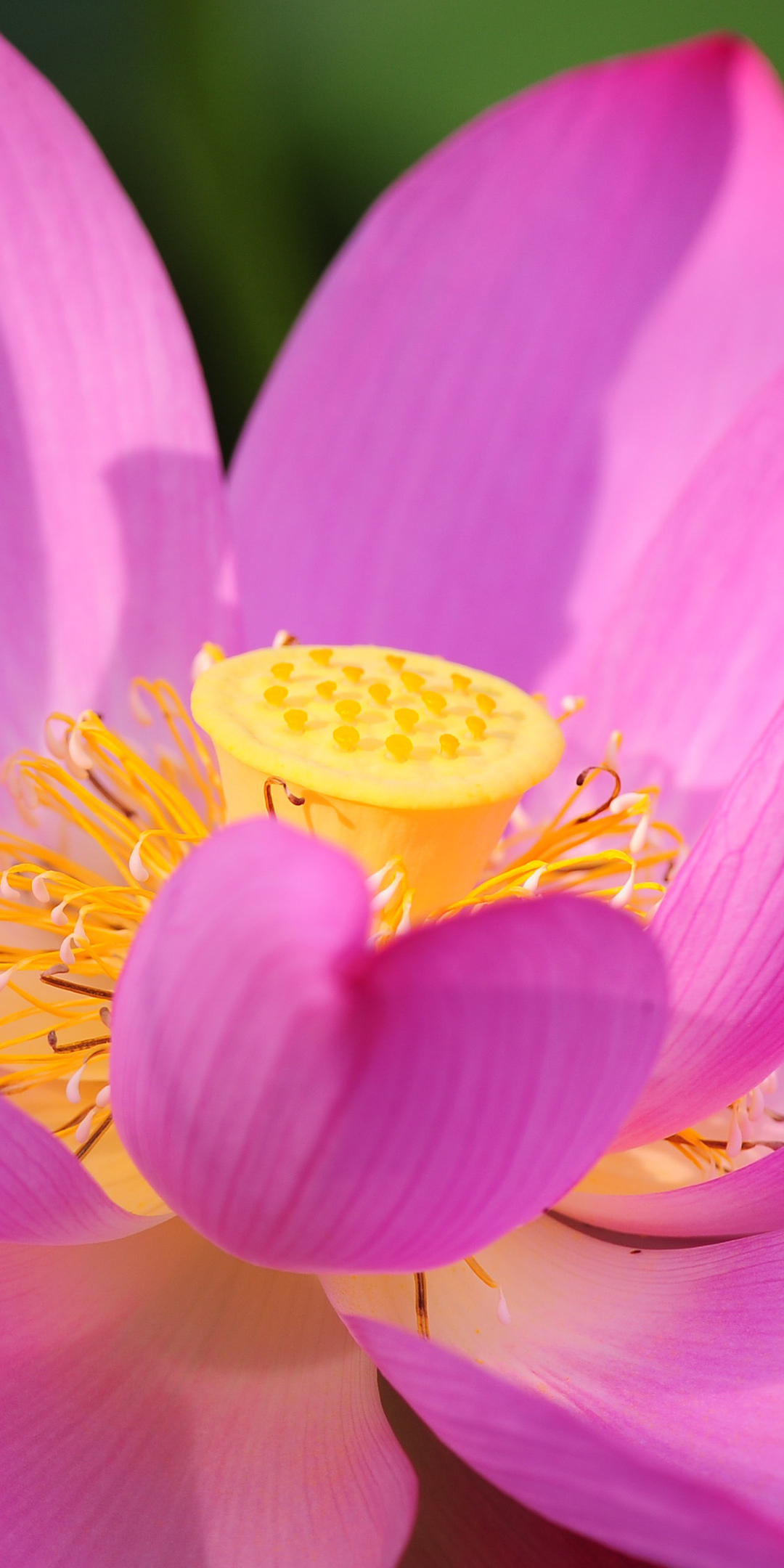 Download mobile wallpaper Flowers, Lotus, Earth for free.