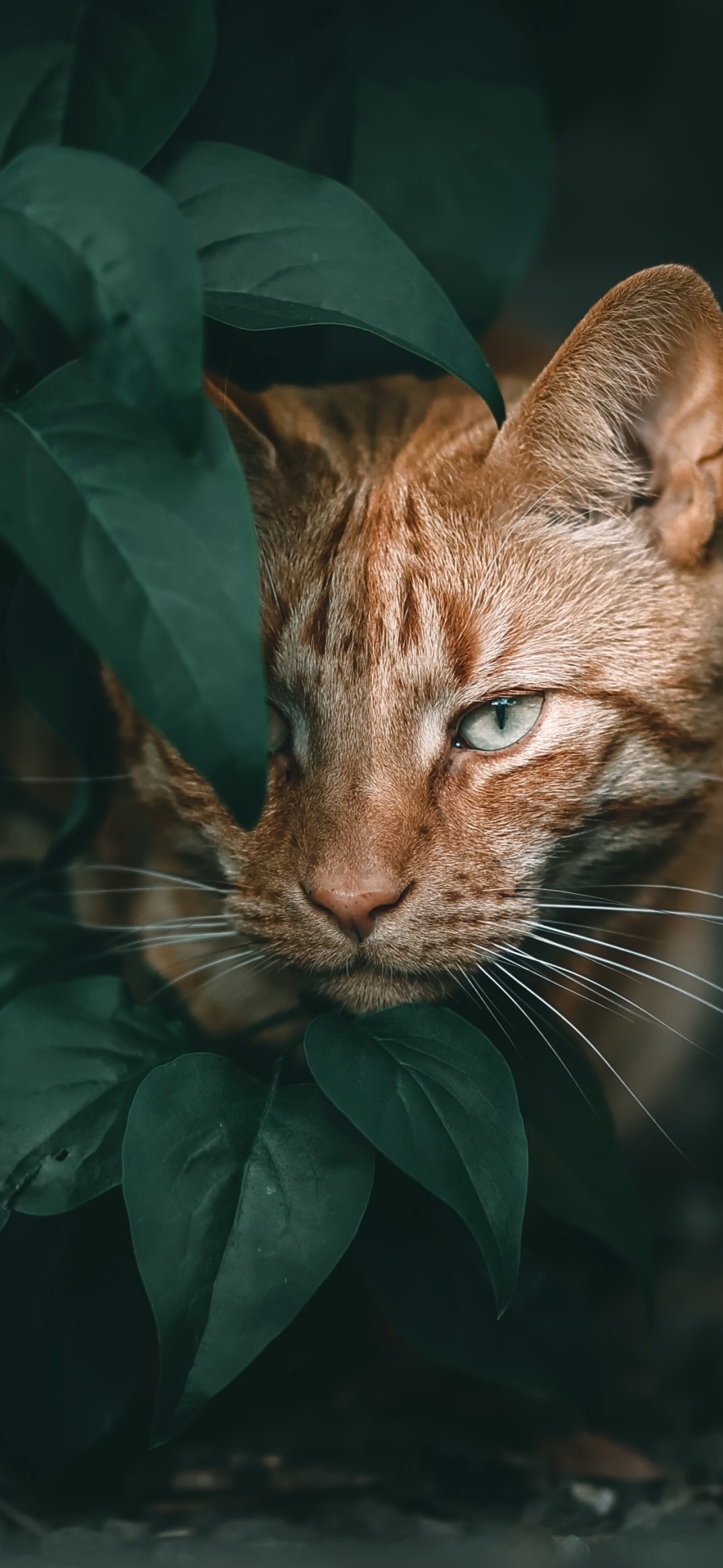 Скачать картинку Животные, Кошка, Кошки, Глазеть в телефон бесплатно.