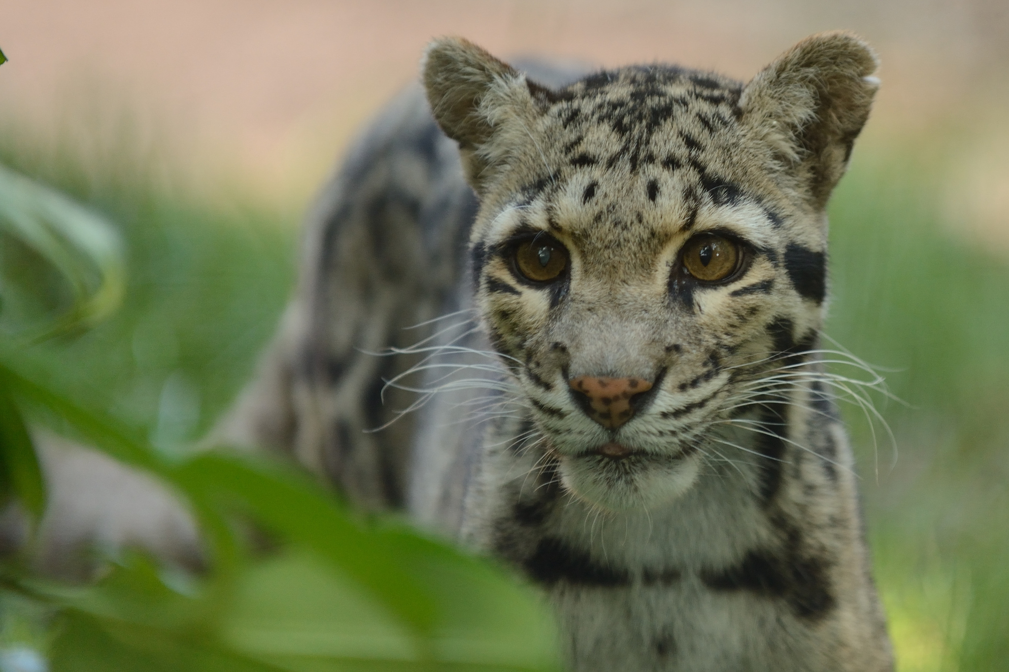 491650 Hintergrundbild herunterladen tiere, nebelparder, leopard, katzen - Bildschirmschoner und Bilder kostenlos