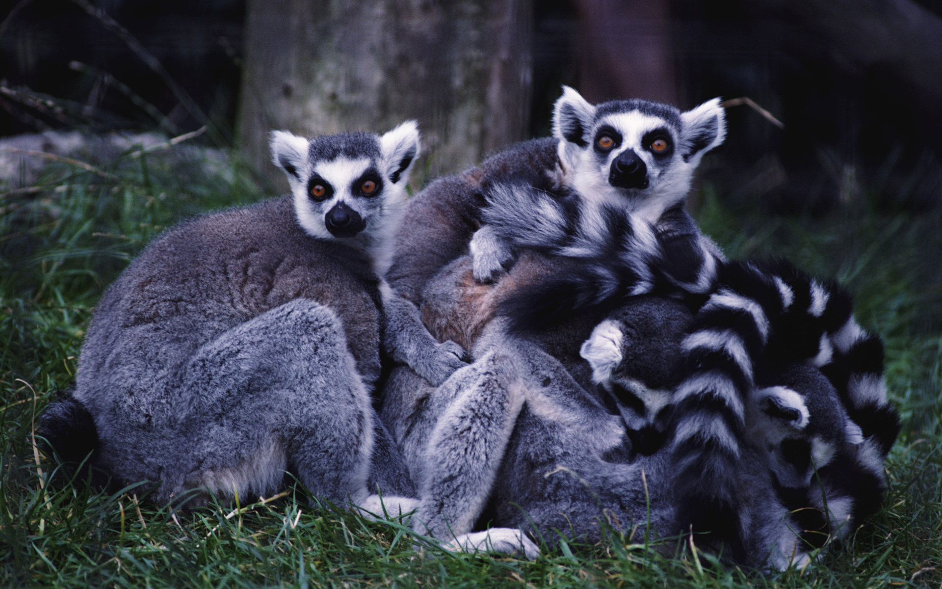 Download mobile wallpaper Lemur, Monkeys, Animal for free.