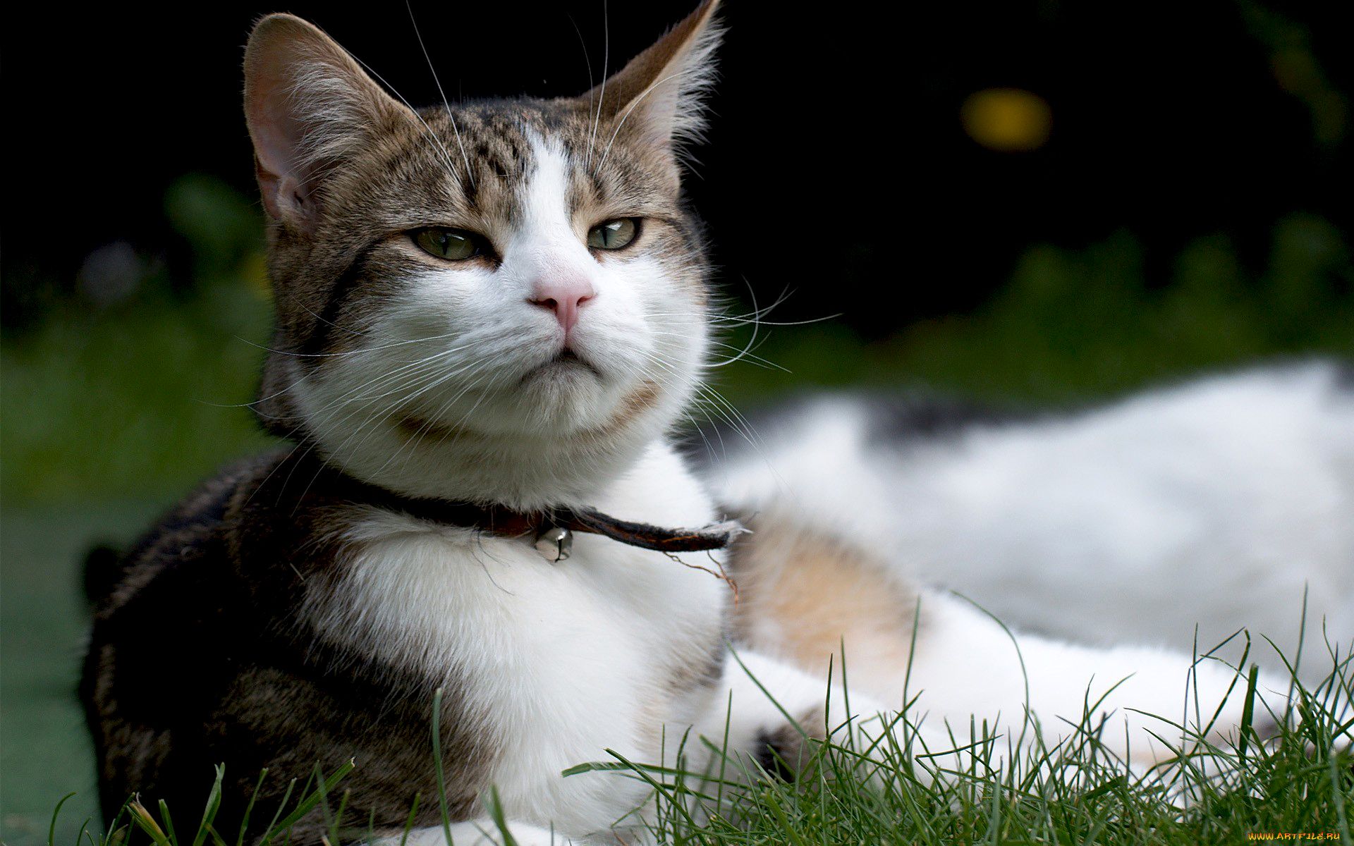 Baixar papel de parede para celular de Animais, Gato gratuito.