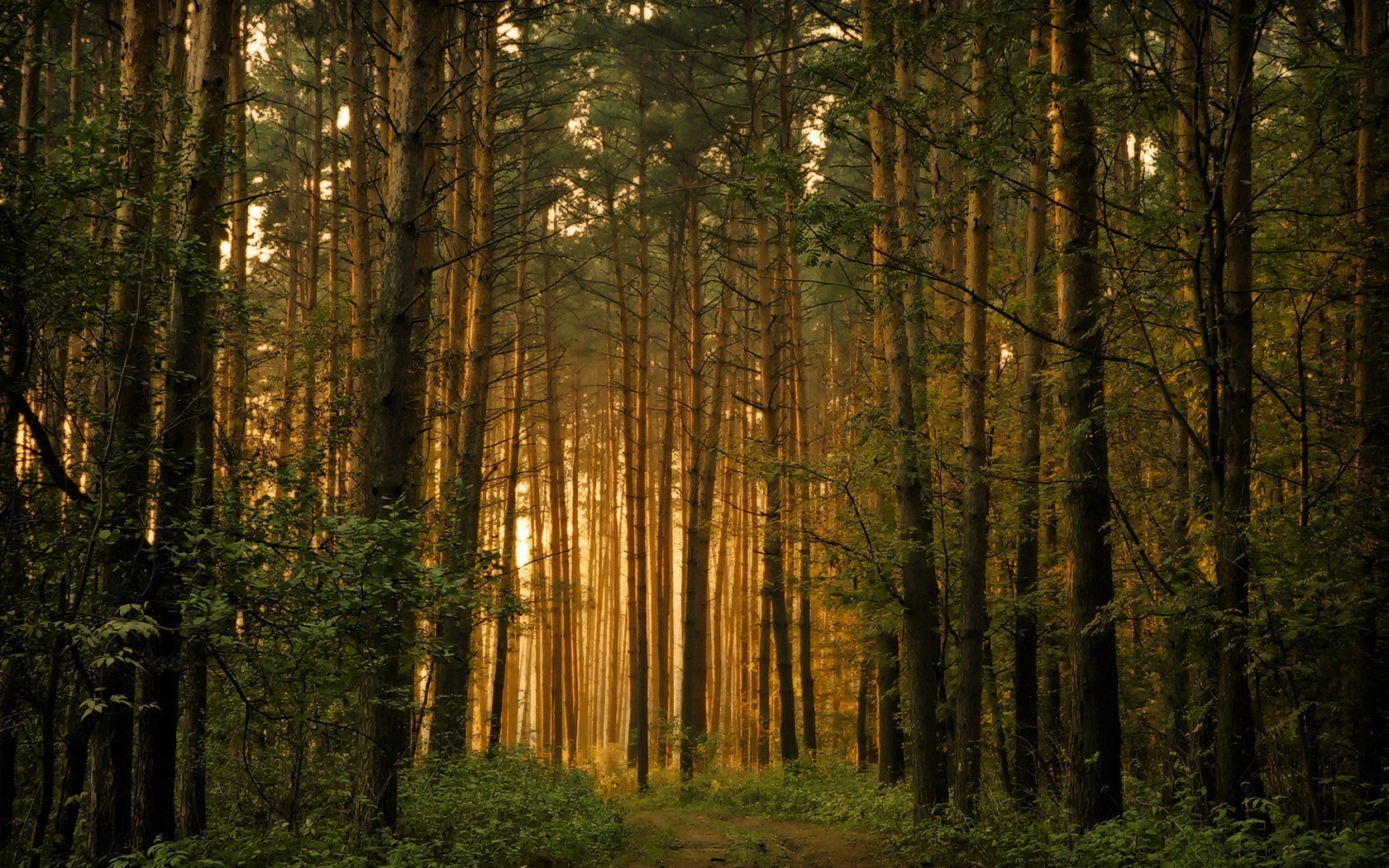 Baixe gratuitamente a imagem Floresta, Terra/natureza na área de trabalho do seu PC