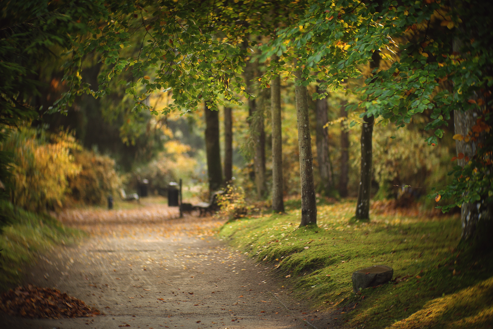 Download mobile wallpaper Landscape, Nature, Park, Tree, Fall, Path, Photography for free.