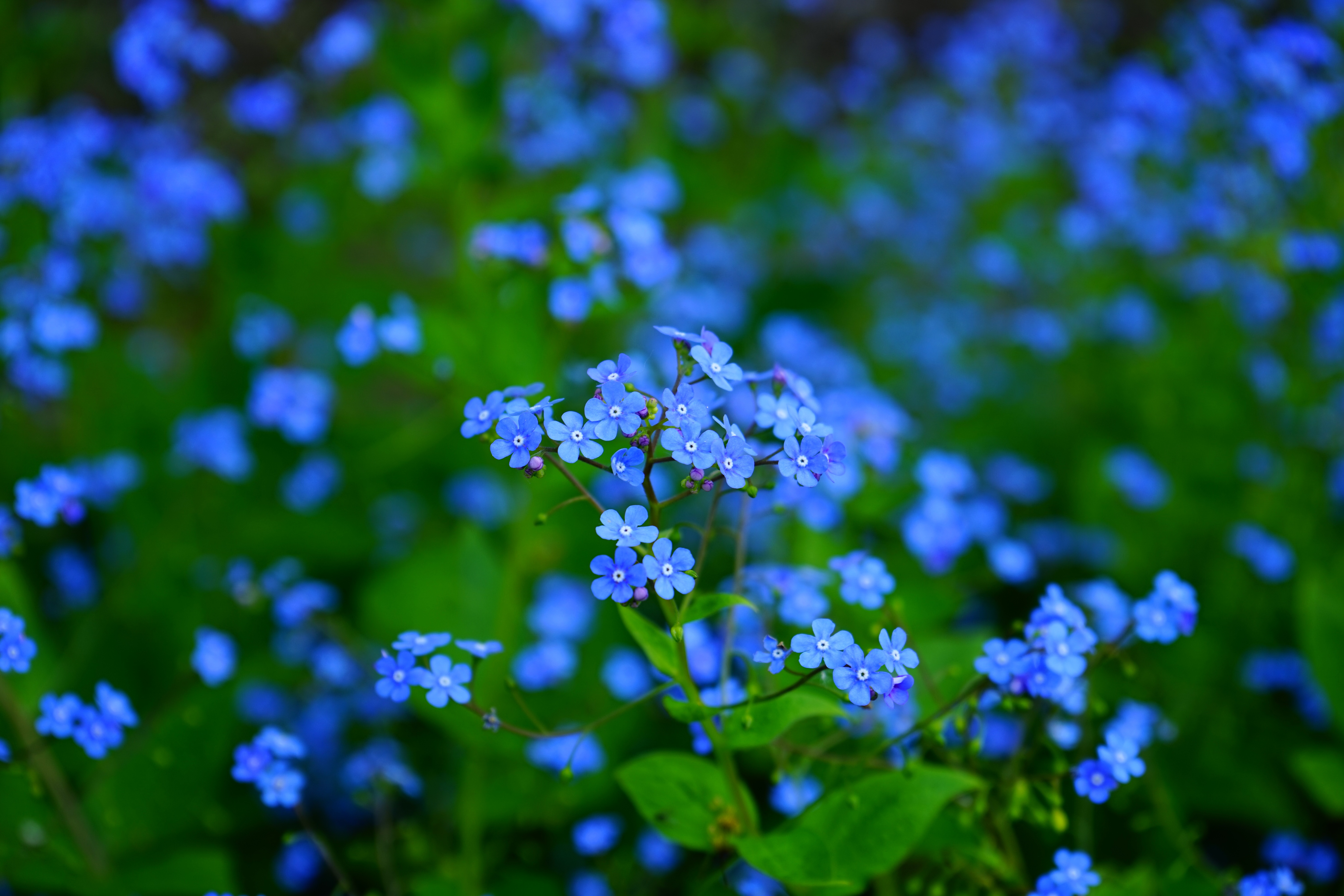 428973 скачать картинку синий цветок, земля/природа, незабудка, флауэрсы - обои и заставки бесплатно