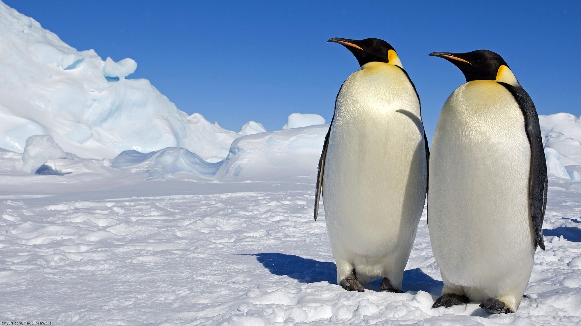 Скачать обои Марш Пингвинов на телефон бесплатно