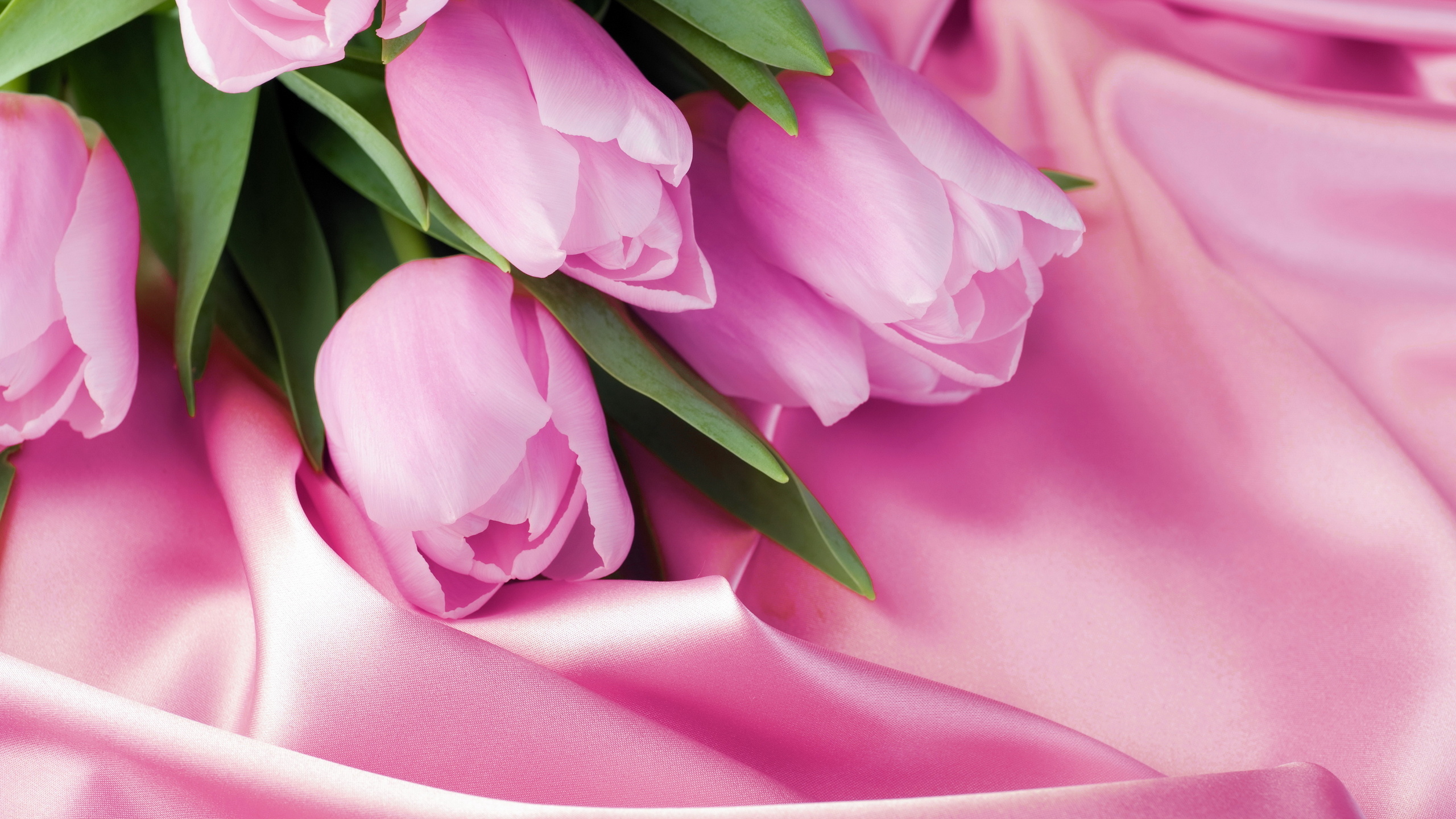 Descarga gratuita de fondo de pantalla para móvil de Flores, Rosa, Flor, Flor Rosa, Tulipán, Tierra/naturaleza.