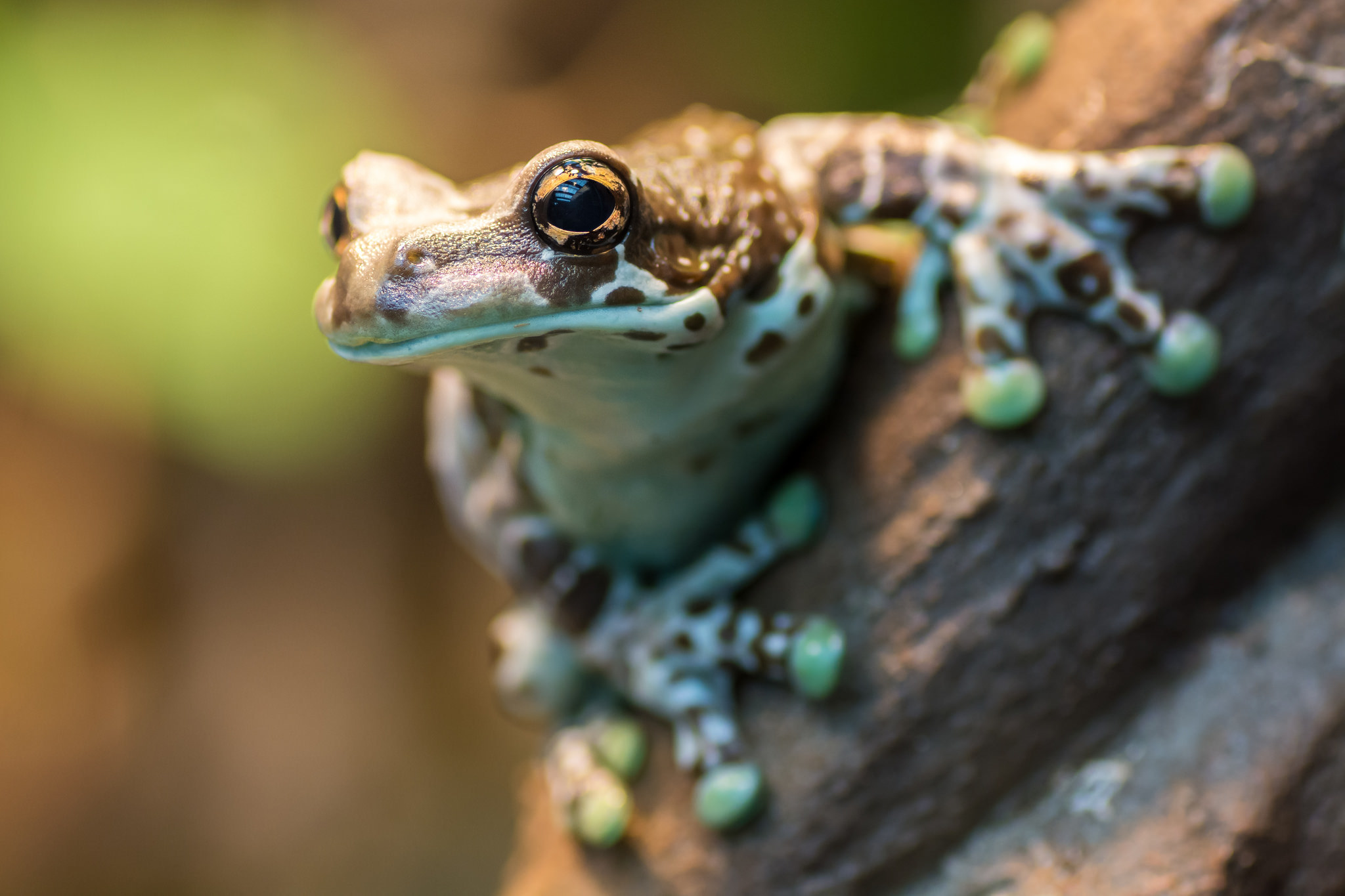 Download mobile wallpaper Frogs, Close Up, Animal, Frog, Amphibian for free.