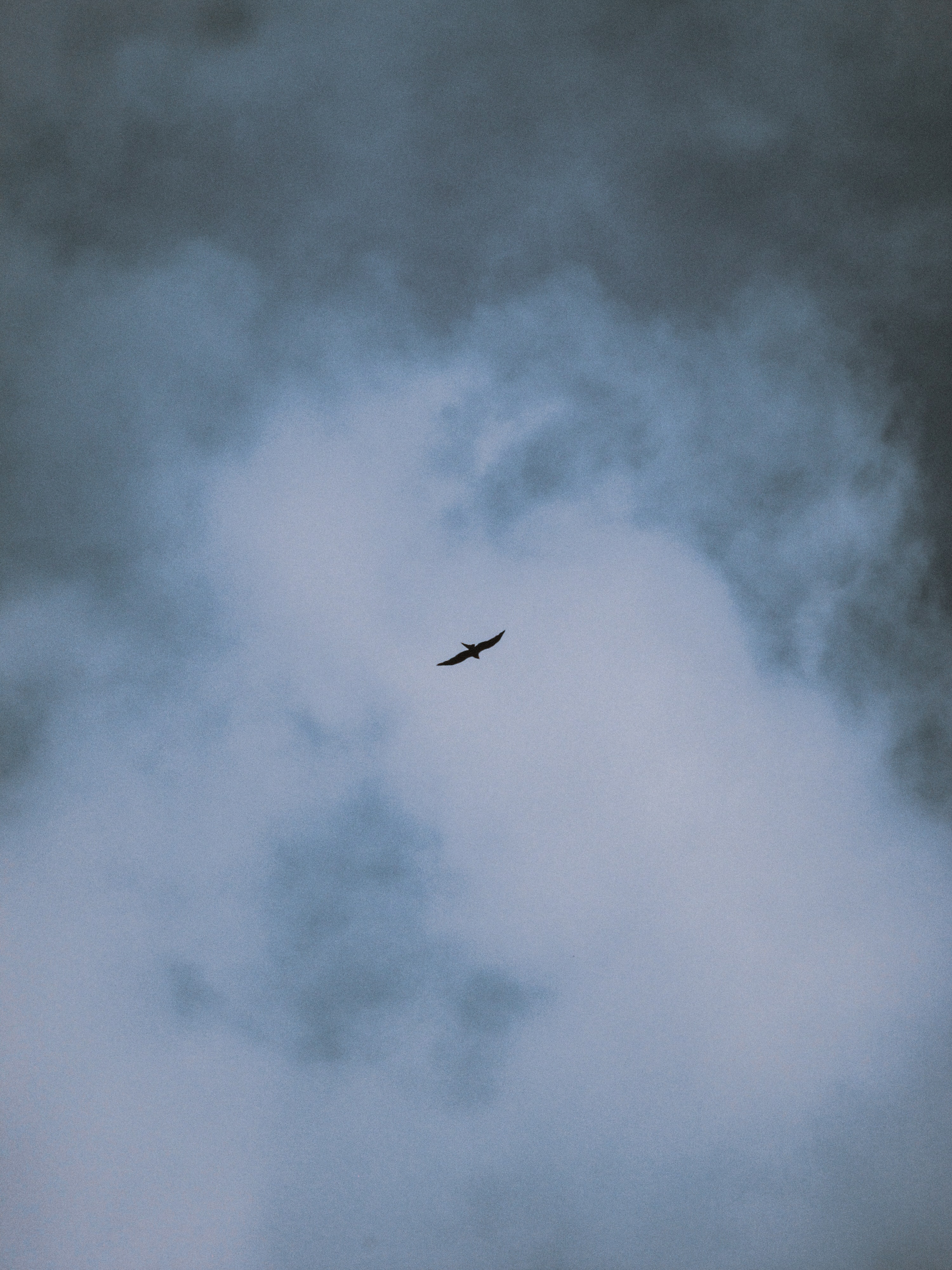 Download mobile wallpaper Flight, Clouds, Bird, Wings, Nature for free.