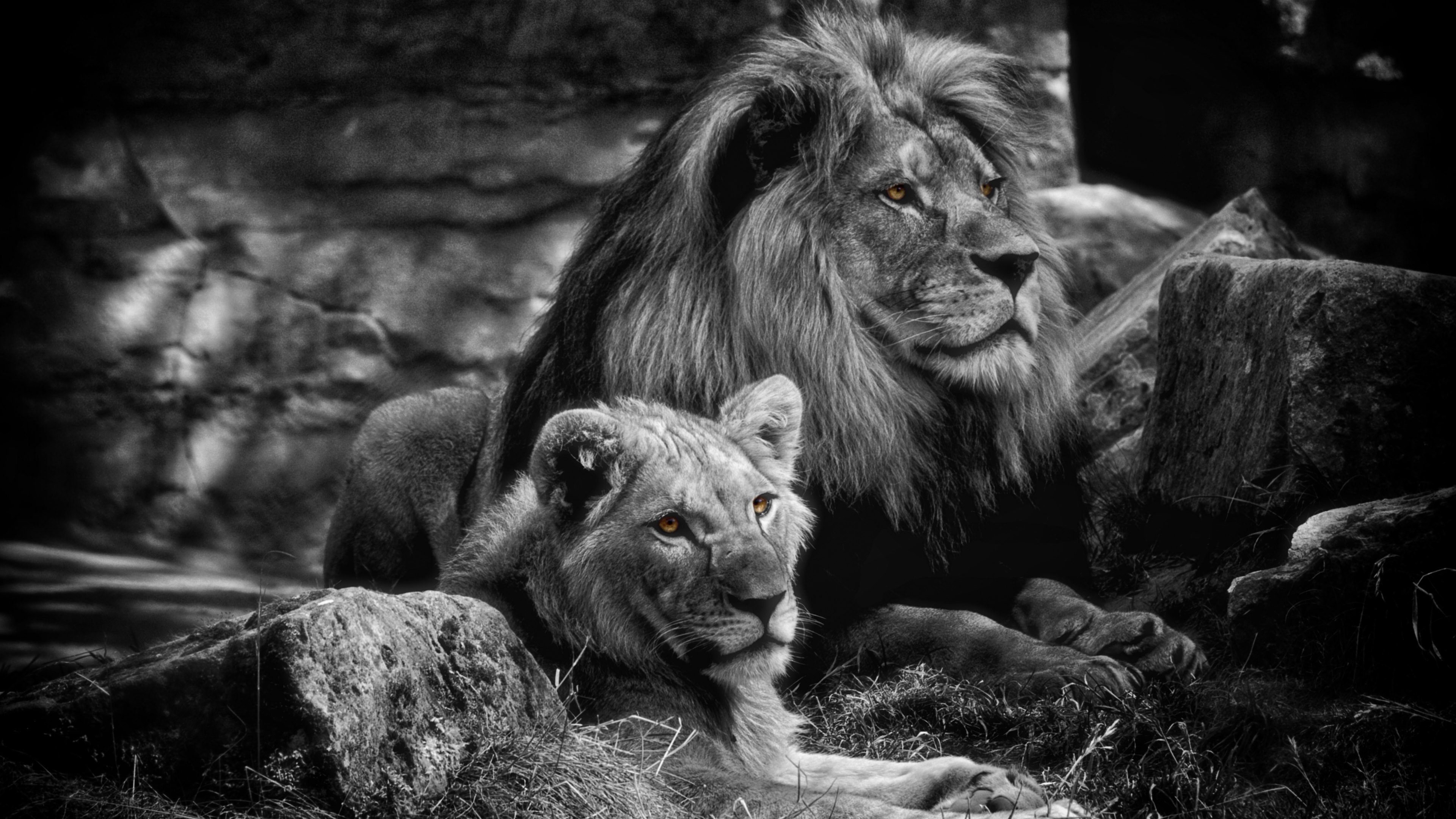 Download mobile wallpaper Cats, Love, Lion, Animal, Black & White for free.