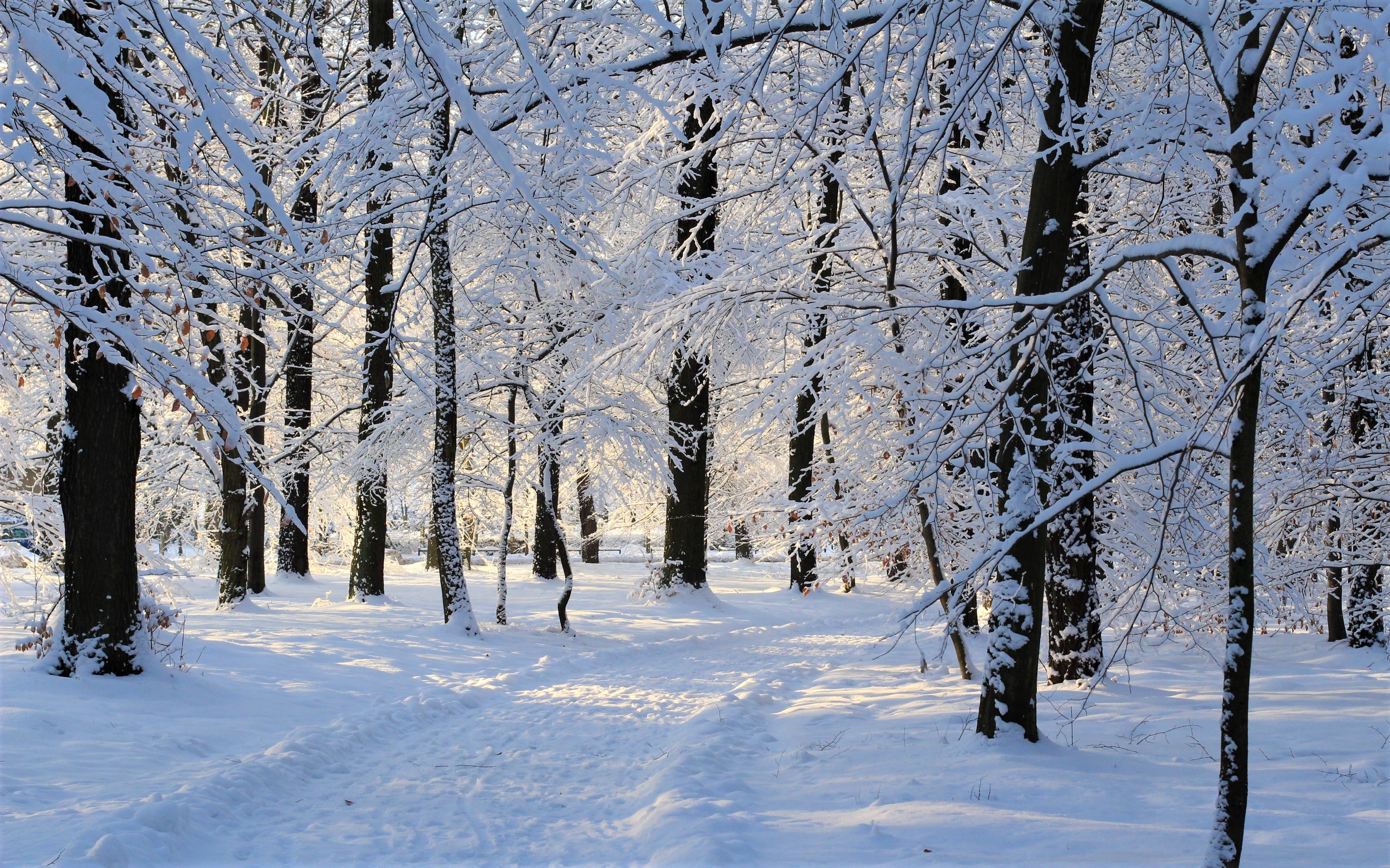 Descarga gratuita de fondo de pantalla para móvil de Invierno, Nieve, Bosque, Árbol, Tierra/naturaleza.