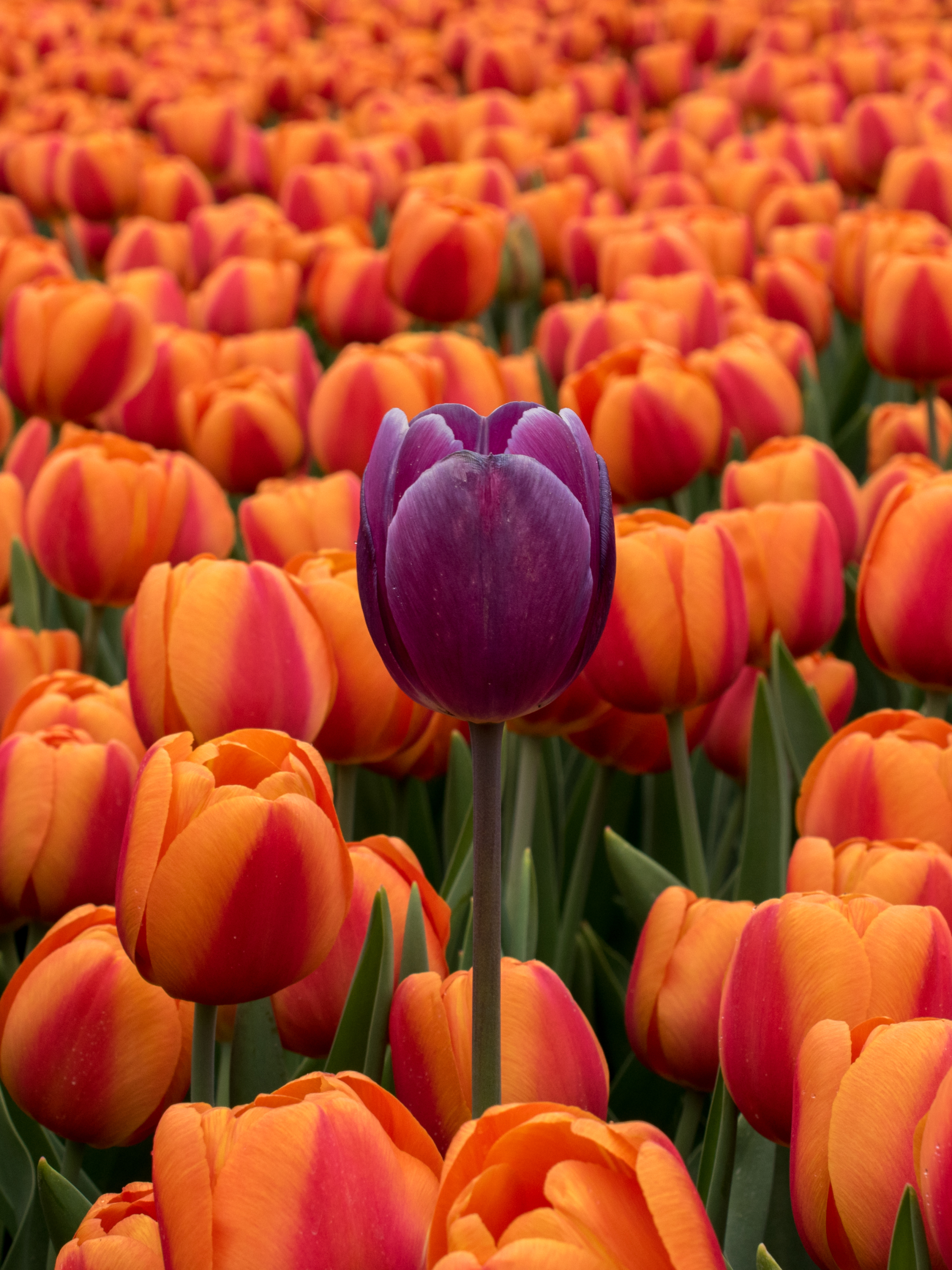 Download mobile wallpaper Nature, Flowers, Flower, Earth, Tulip, Purple Flower, Orange Flower for free.