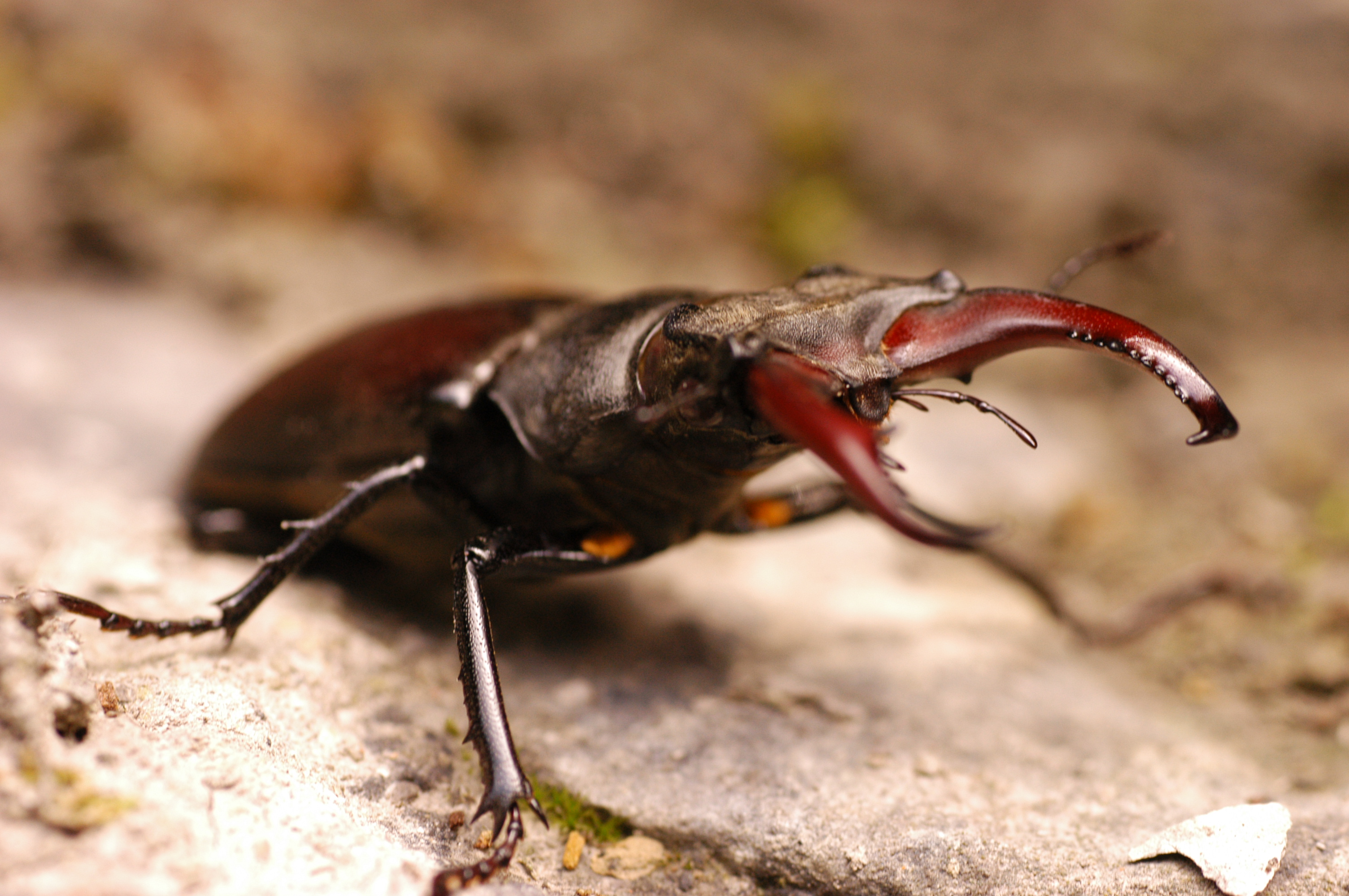 593097 descargar imagen animales, escarabajo ciervo: fondos de pantalla y protectores de pantalla gratis