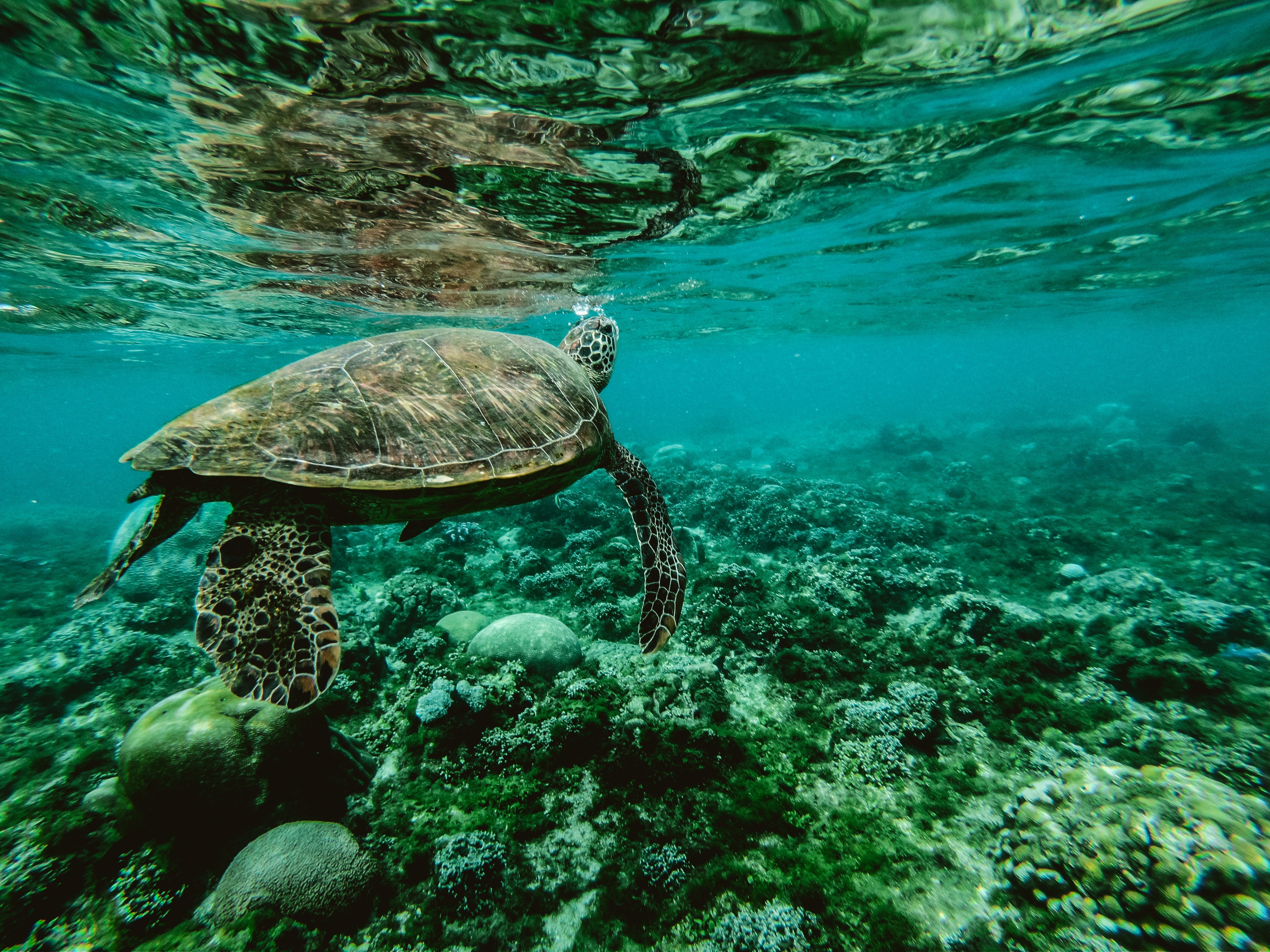 Download mobile wallpaper Turtles, Animal, Underwater, Turtle, Sea Life for free.
