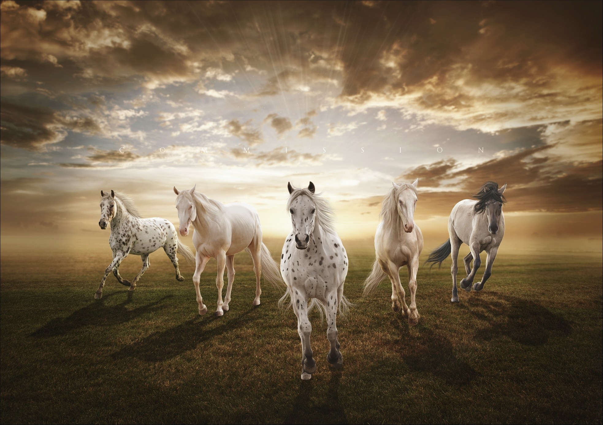 153920 descargar imagen caballos, animales, puesta del sol, campo: fondos de pantalla y protectores de pantalla gratis