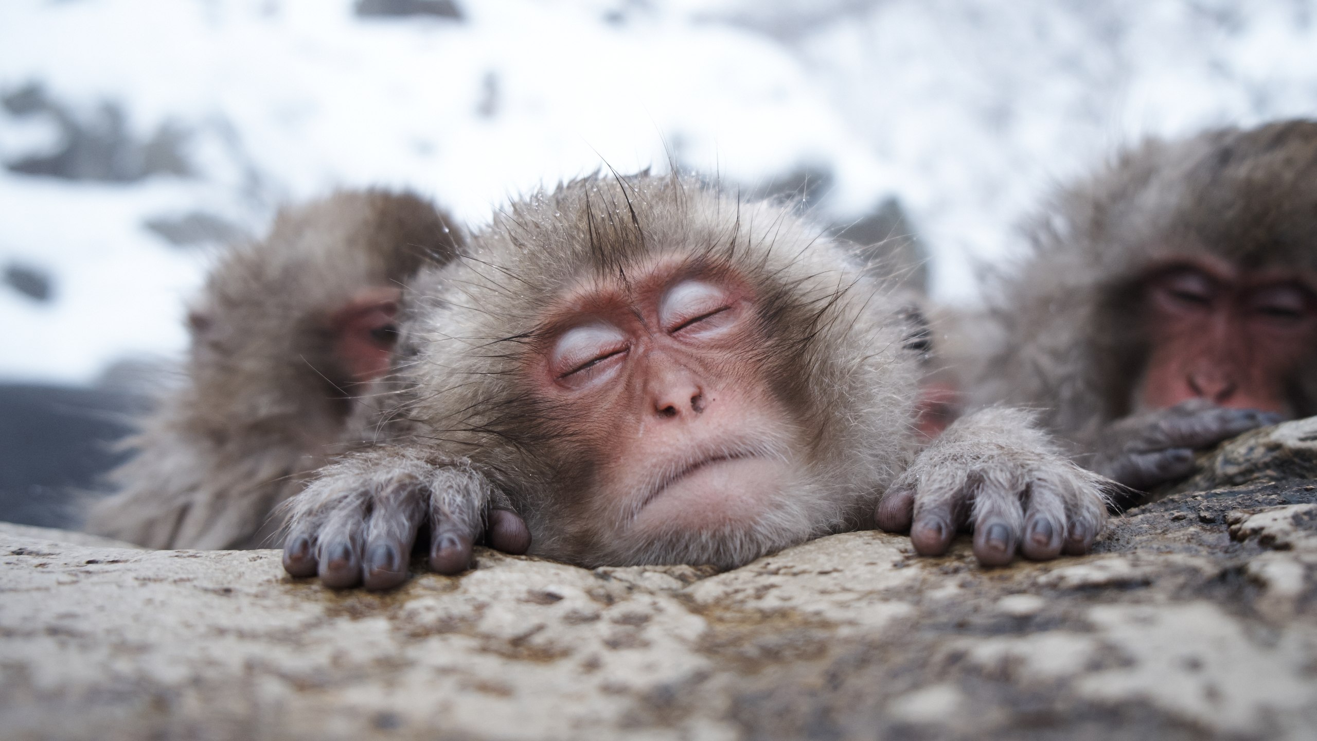 Téléchargez gratuitement l'image Animaux, Singes, Macaque Japonais sur le bureau de votre PC