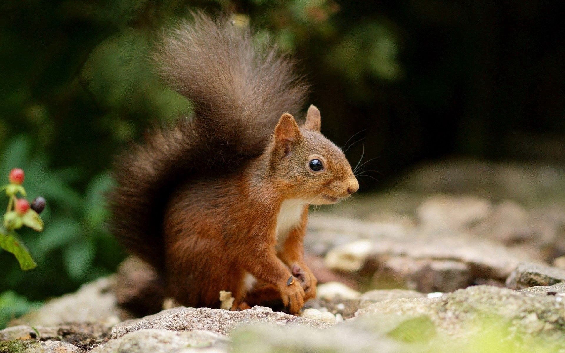 Free download wallpaper Animals, Tail, Climb, Squirrel, Stones on your PC desktop