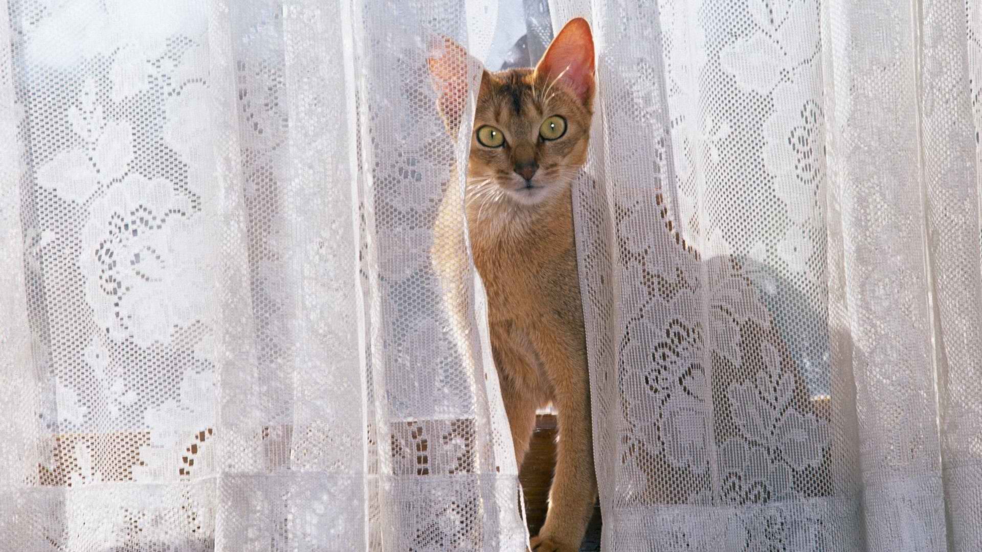 Descarga gratuita de fondo de pantalla para móvil de Animales, Gatos, Gato.