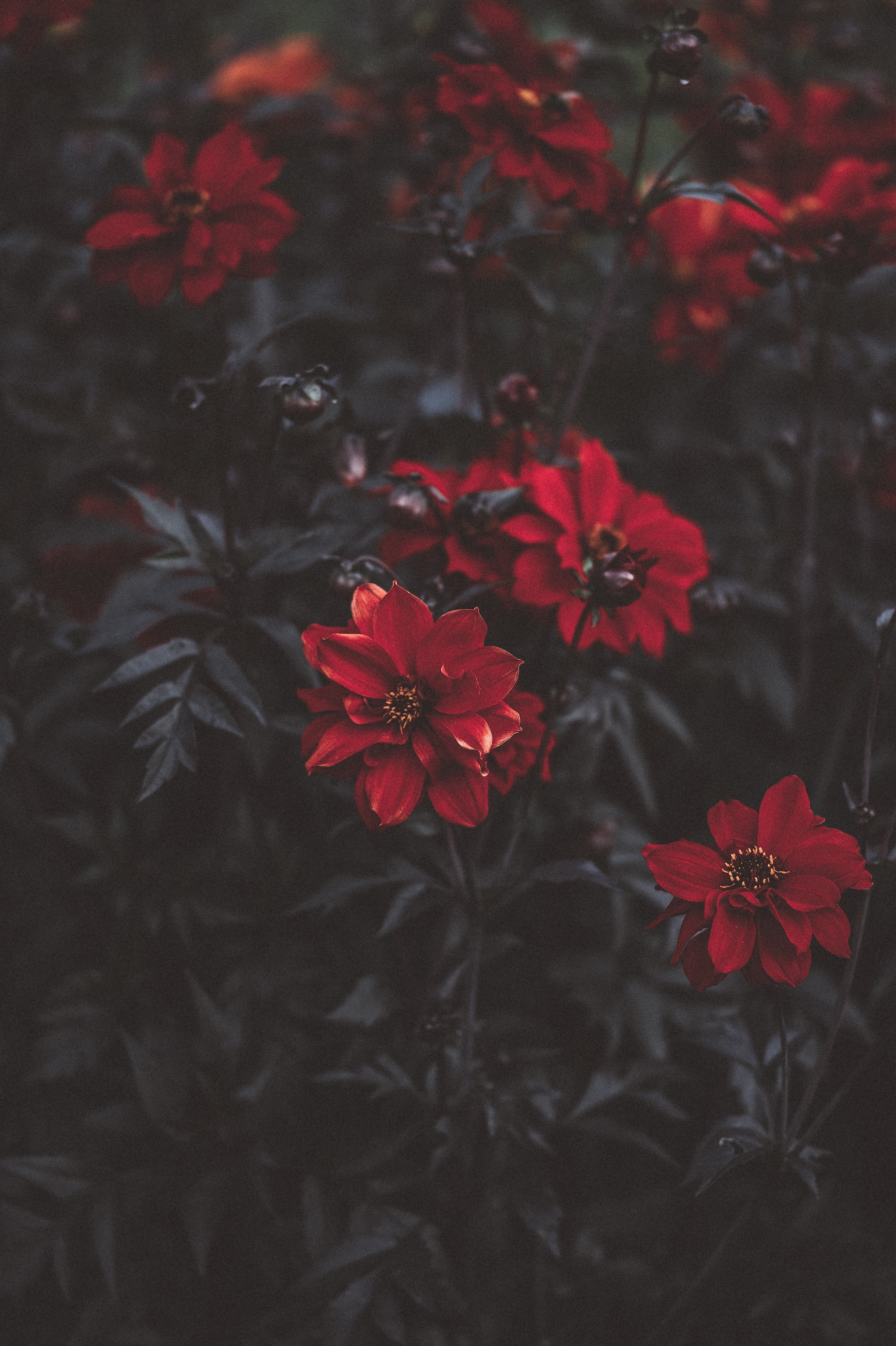 Download mobile wallpaper Smooth, Flowers, Blur, Dark for free.