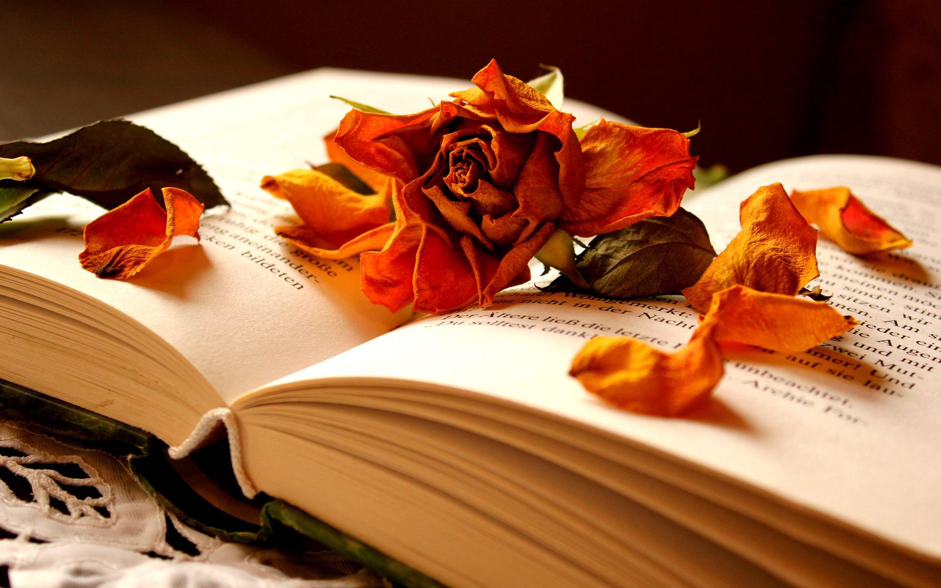 Скачать обои бесплатно Книга, Сухая, Лепестки, Роза, Разное, Цветок картинка на рабочий стол ПК