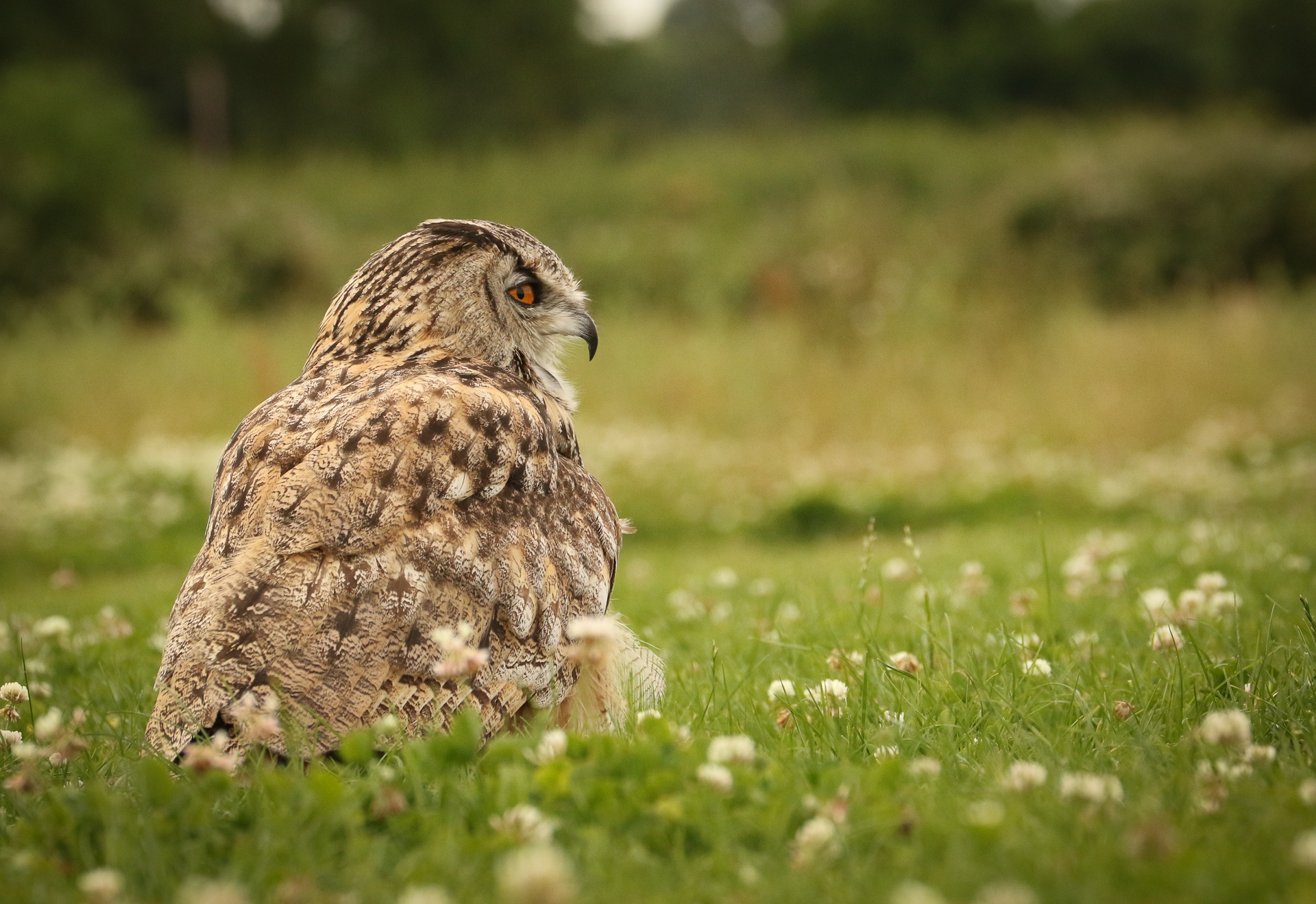 Baixe gratuitamente a imagem Animais, Aves, Coruja, Pássaro na área de trabalho do seu PC