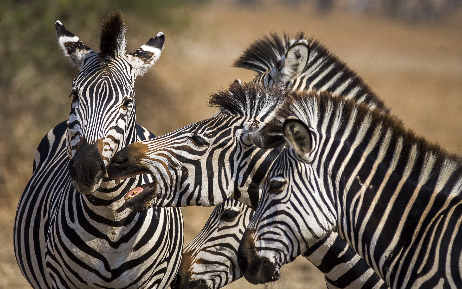 Baixar papel de parede para celular de Animais, Zebra gratuito.