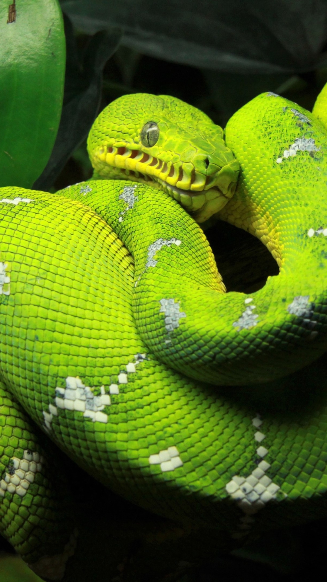 Descarga gratuita de fondo de pantalla para móvil de Animales, Serpiente, Reptiles, Pitón, Pitón De Árbol.
