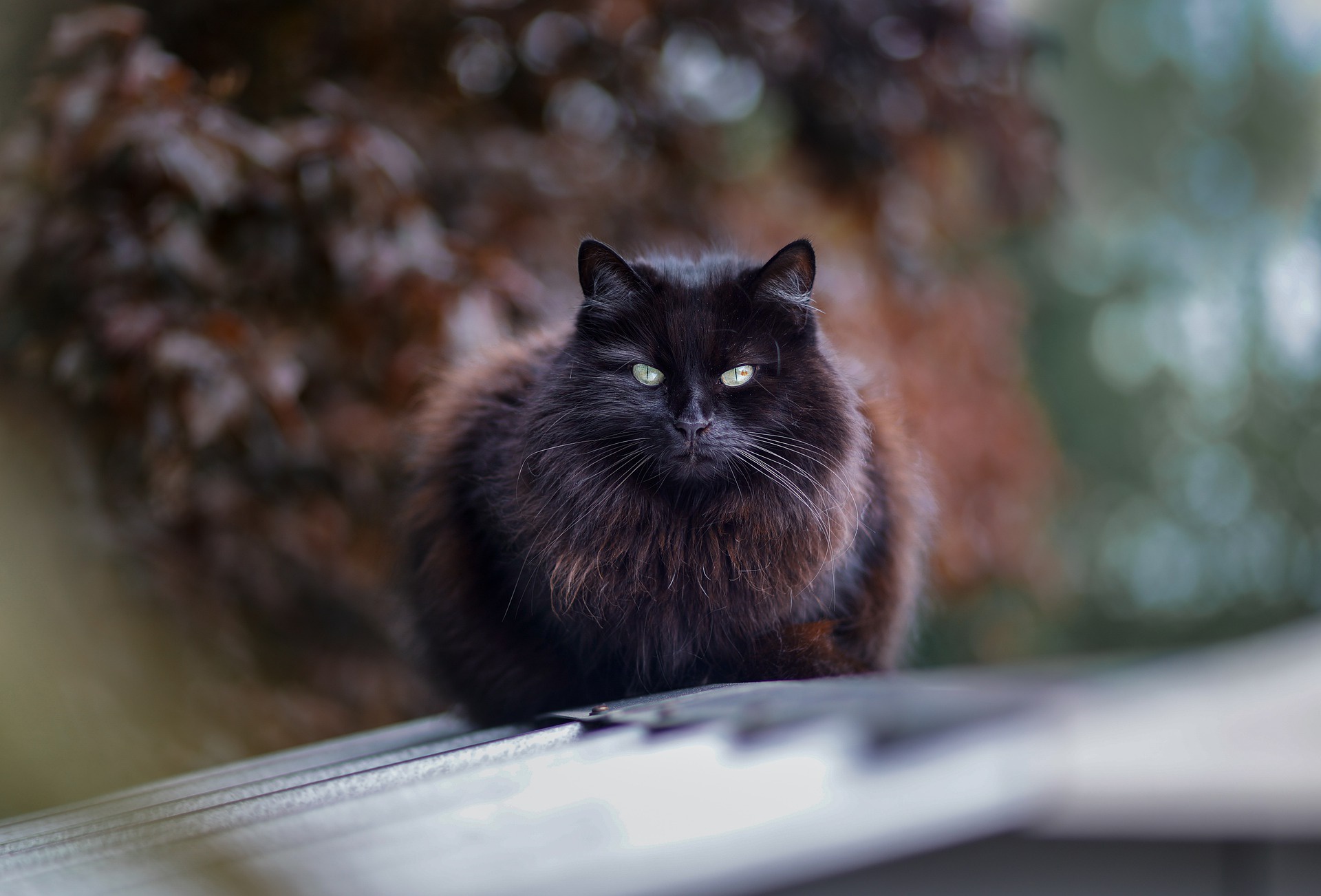 無料モバイル壁紙動物, ネコ, 猫をダウンロードします。