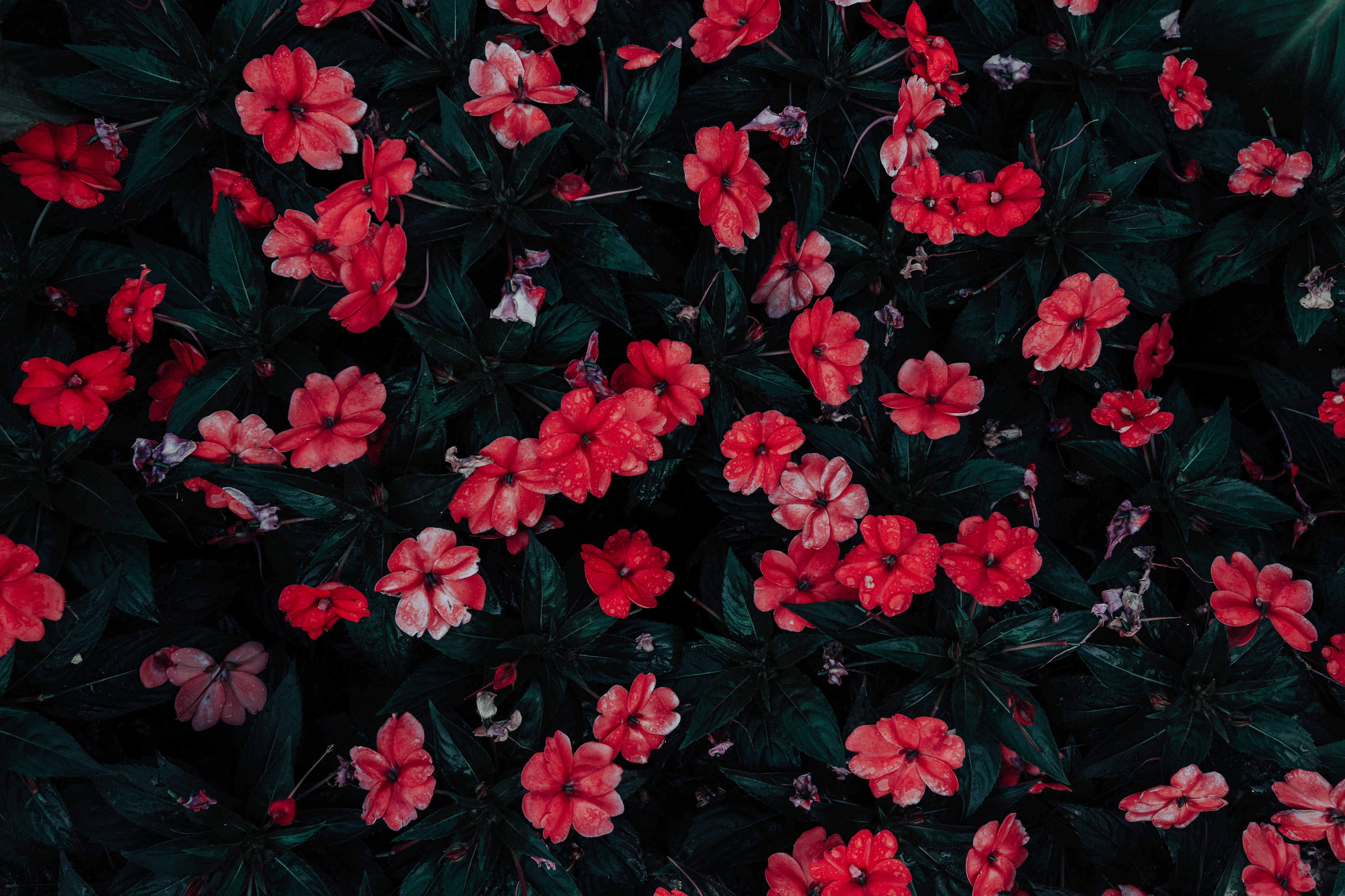 107863 baixar papel de parede flores, drops, vermelho, florescer, floração, canteiro de flores - protetores de tela e imagens gratuitamente