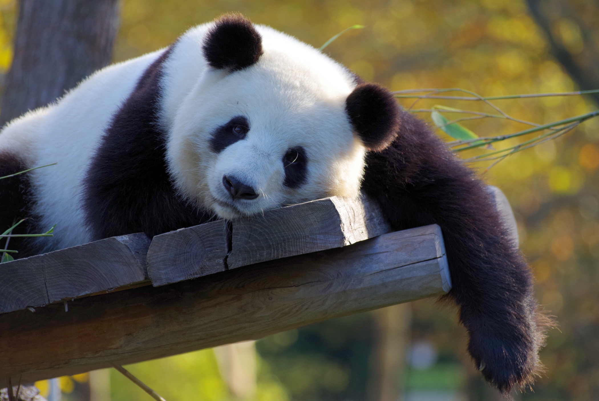 Téléchargez des papiers peints mobile Animaux, Panda gratuitement.