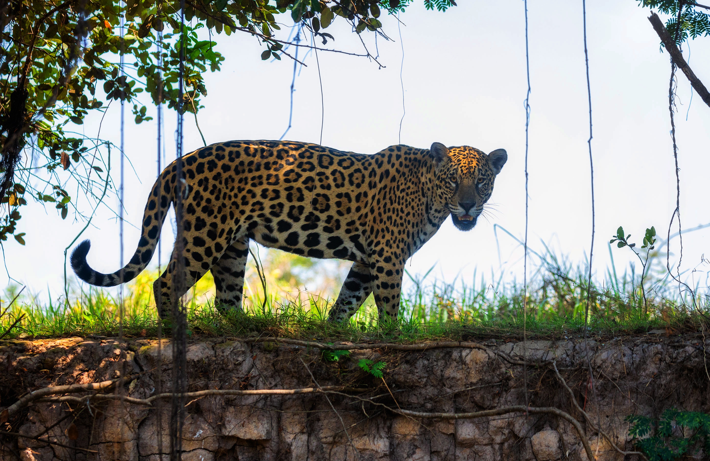 Descarga gratuita de fondo de pantalla para móvil de Animales, Gatos, Jaguar.