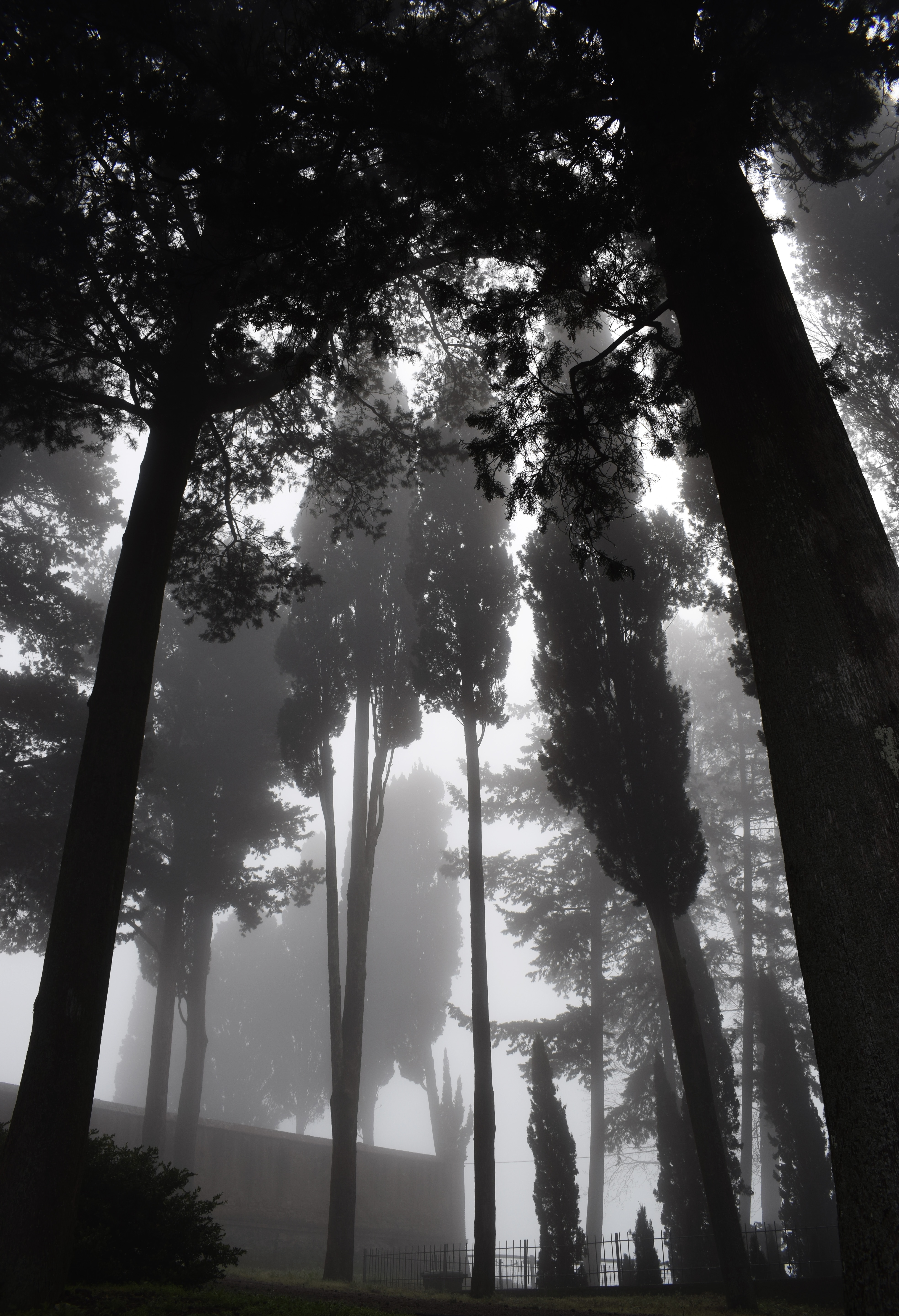 Full HD Wallpaper trees, dark, miscellanea, miscellaneous, fog, bw, chb, gloomy