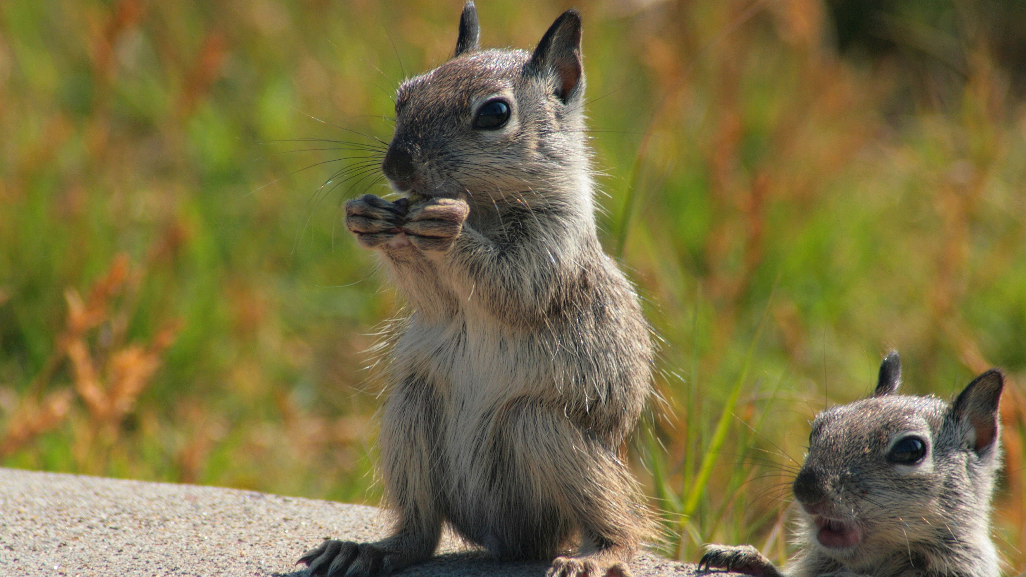 Download mobile wallpaper Squirrel, Animal for free.