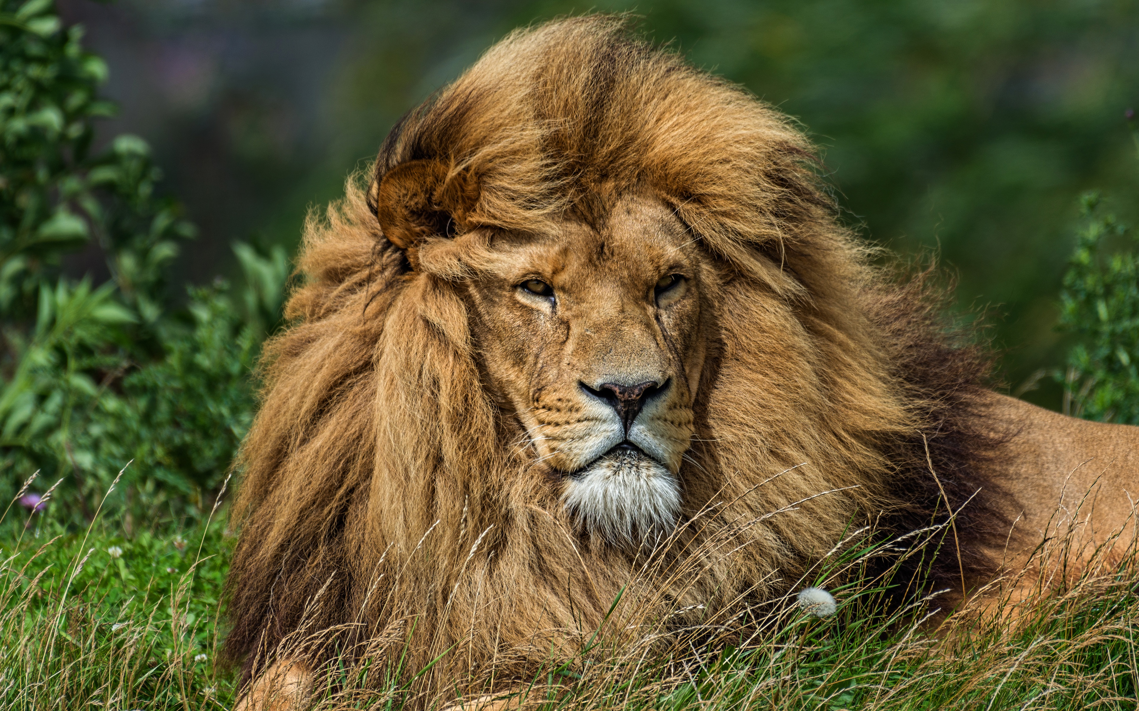 Téléchargez gratuitement l'image Animaux, Chats, Lion sur le bureau de votre PC