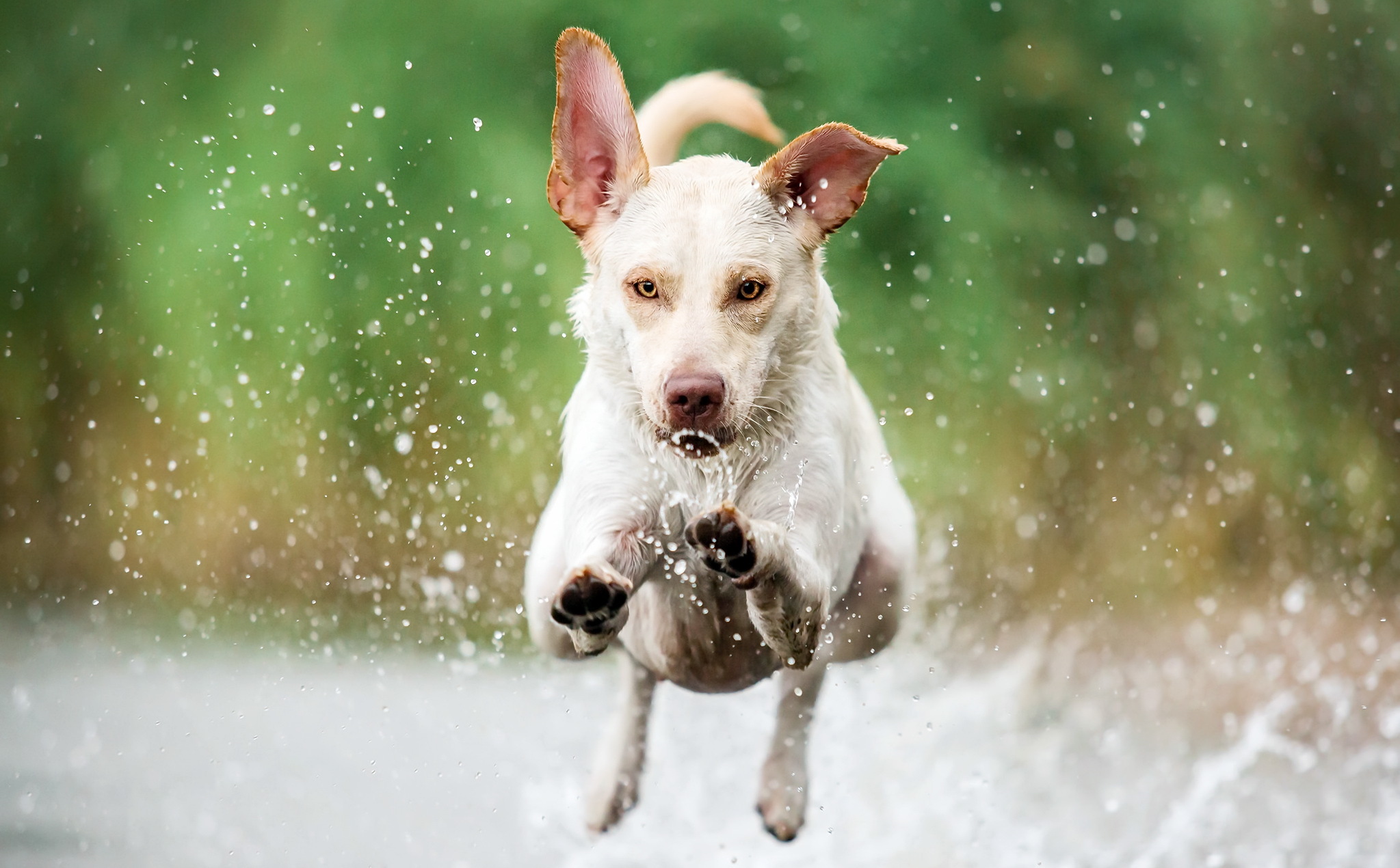 Baixar papel de parede para celular de Animais, Cães, Água, Cão, Splash gratuito.