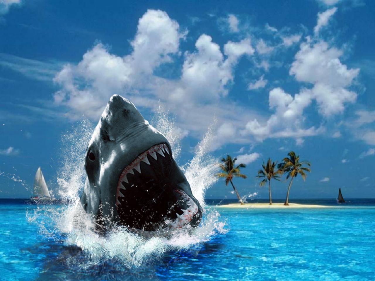 Téléchargez gratuitement l'image Animaux, Requin sur le bureau de votre PC