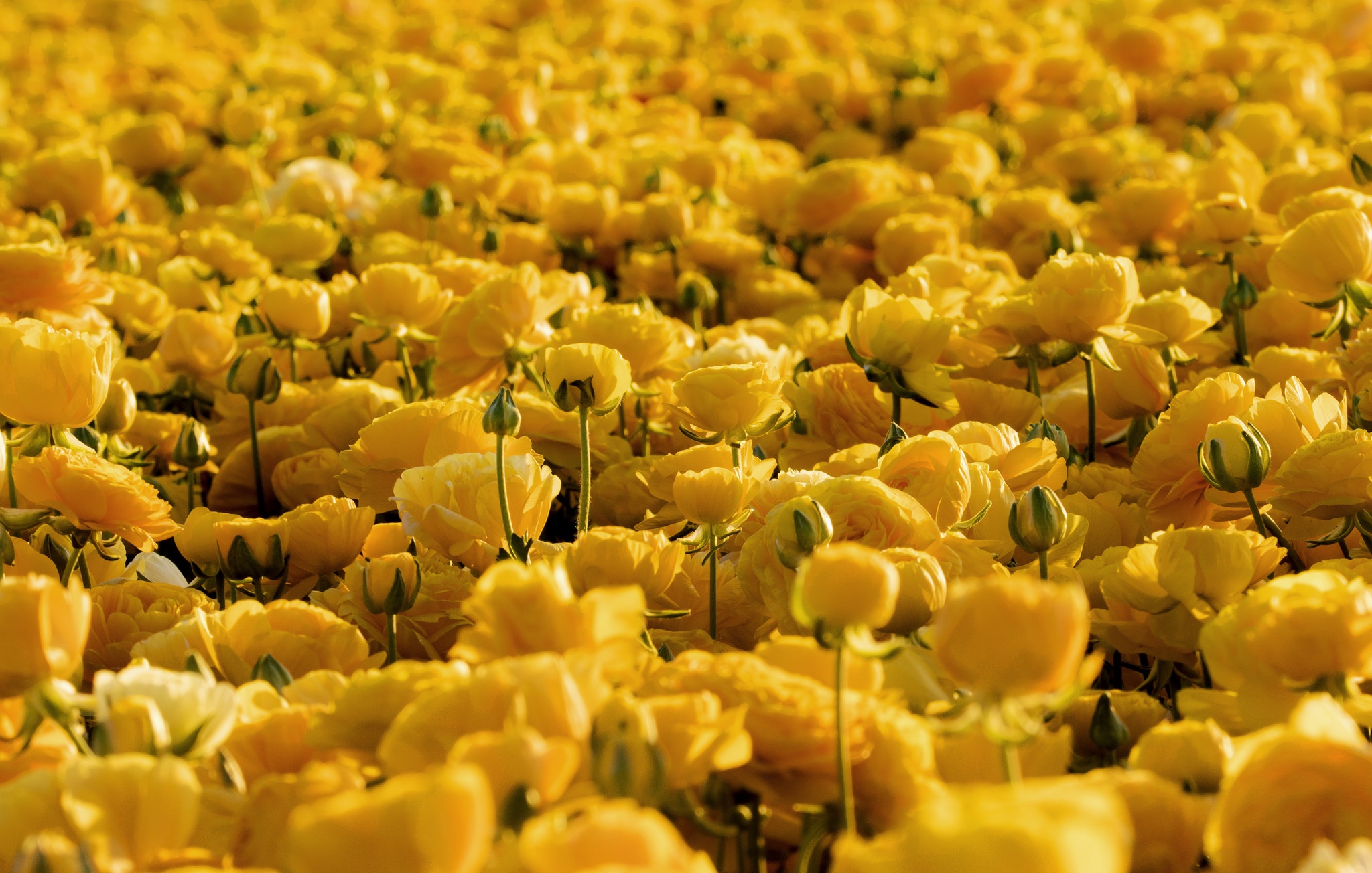 412151壁紙のダウンロード地球, バターカップ, 花, 自然, 黄色い花, フラワーズ-スクリーンセーバーと写真を無料で