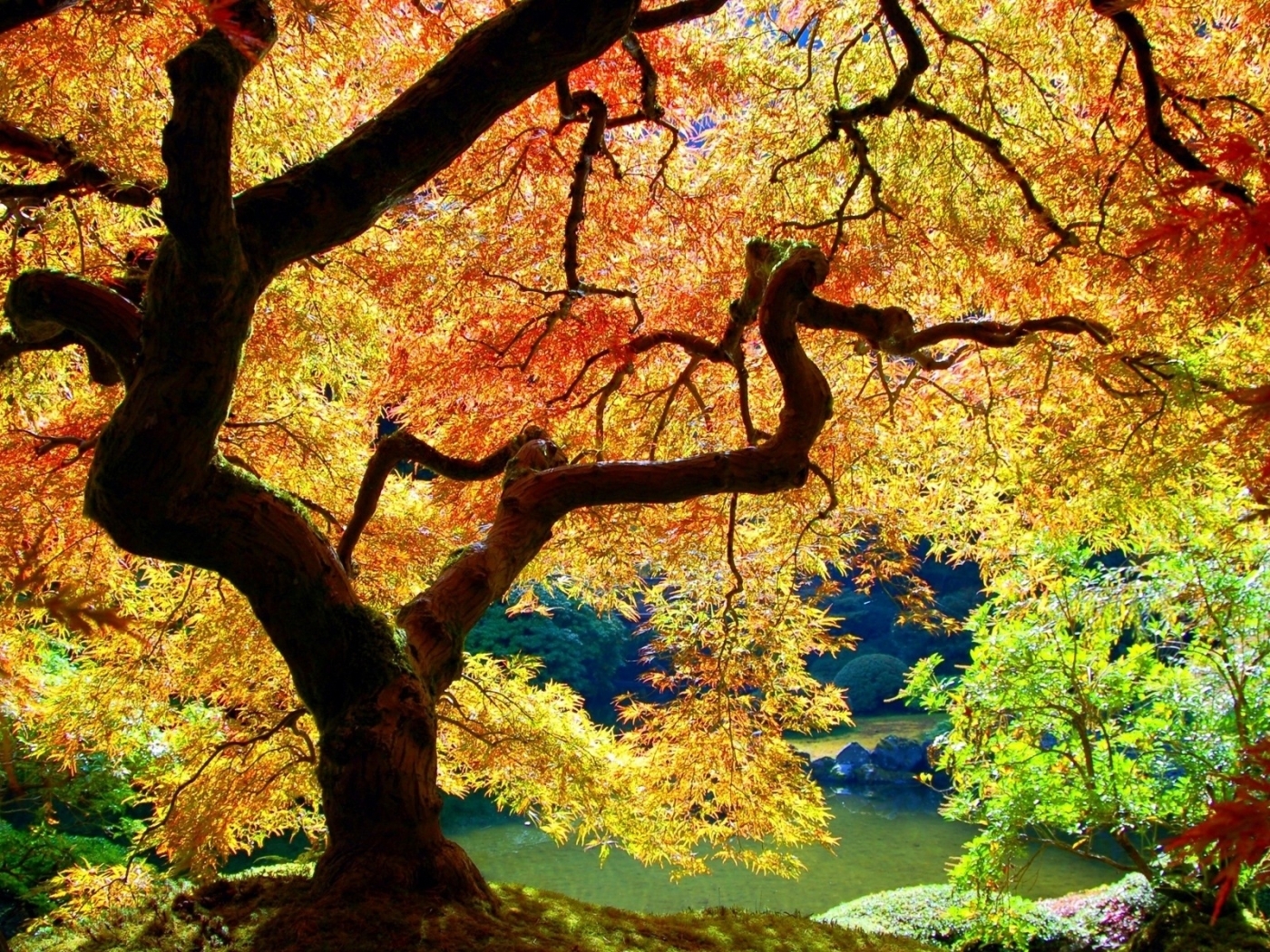 Free download wallpaper Plants, Landscape, Trees, Autumn on your PC desktop