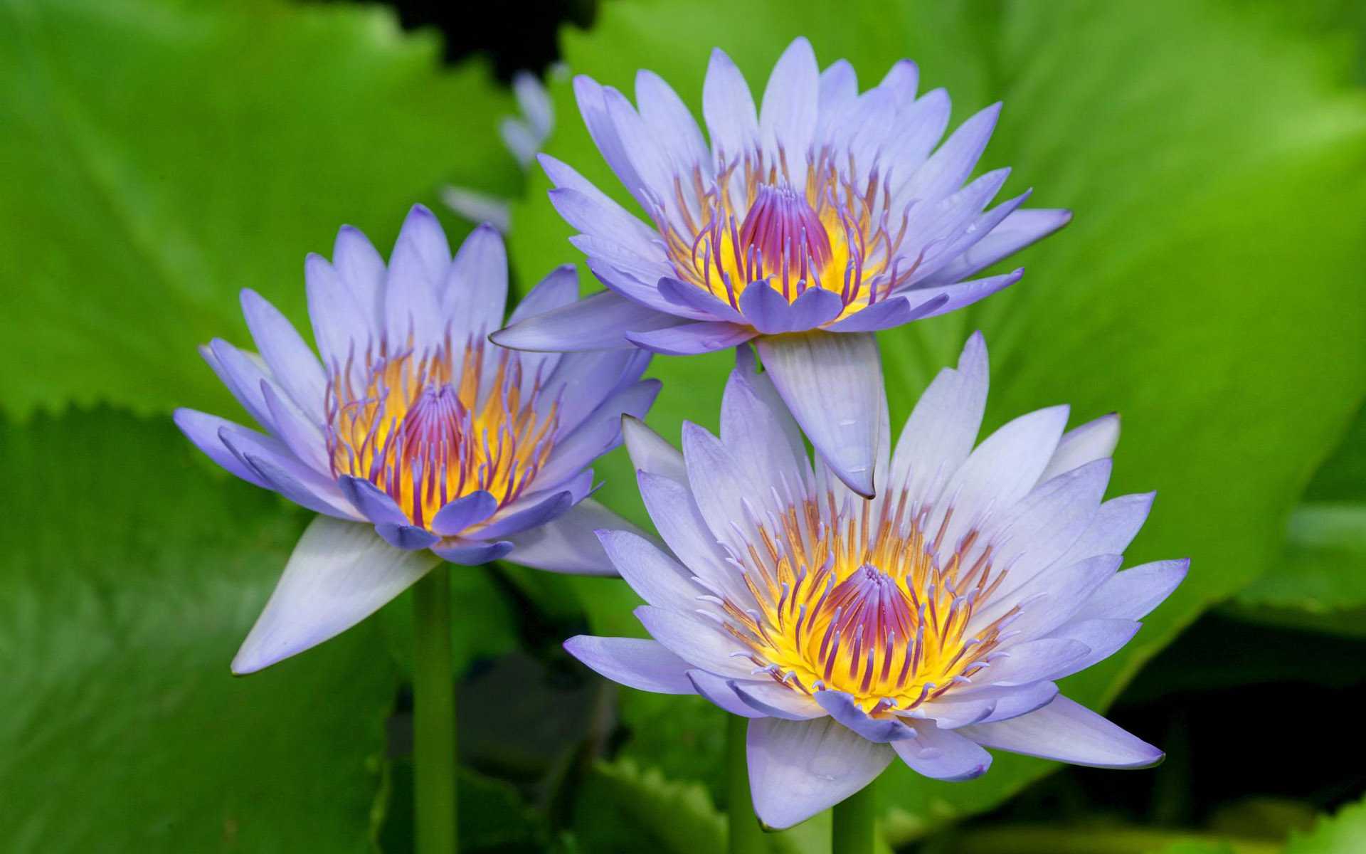 Free download wallpaper Flowers, Lotus, Flower, Earth on your PC desktop