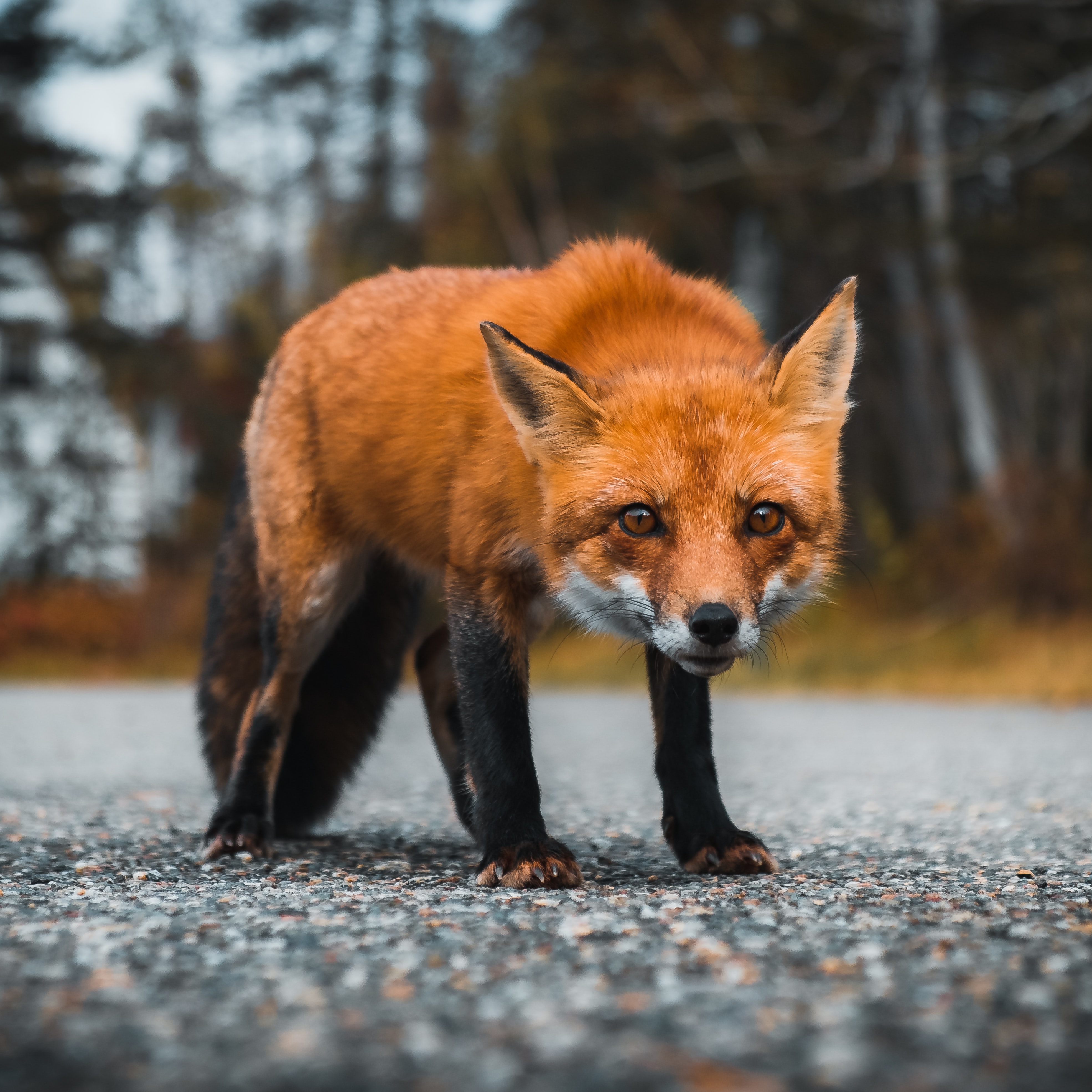 118630 baixar imagens animais, raposa, asfalto, predator, predador, visão, opinião, uma raposa - papéis de parede e protetores de tela gratuitamente