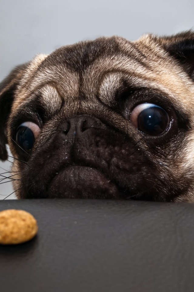 Download mobile wallpaper Funny, Dogs, Dog, Animal, Pug, Cookie, Humor for free.