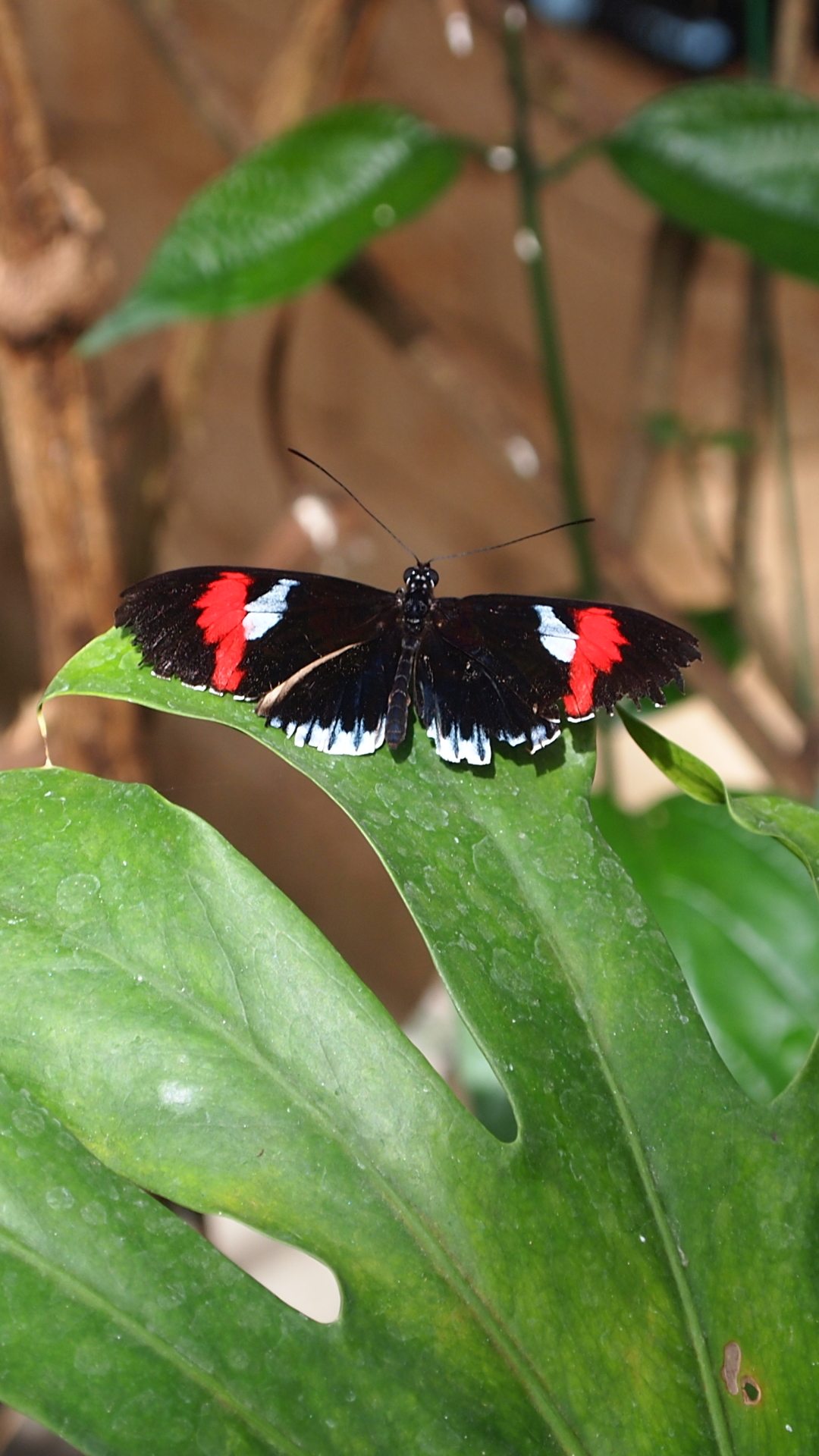 Descarga gratuita de fondo de pantalla para móvil de Animales, Mariposa.