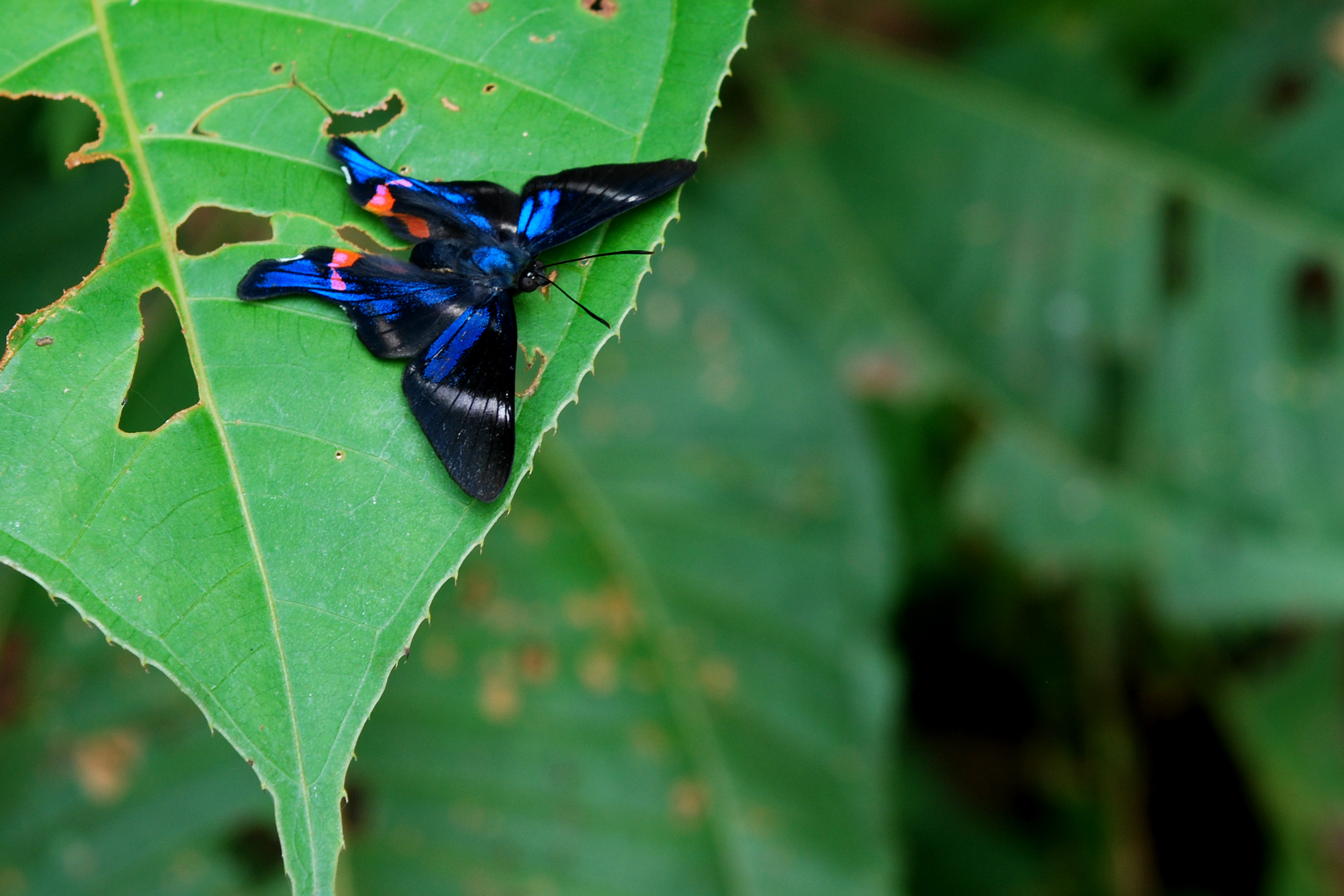 Descarga gratuita de fondo de pantalla para móvil de Animales, Mariposa.